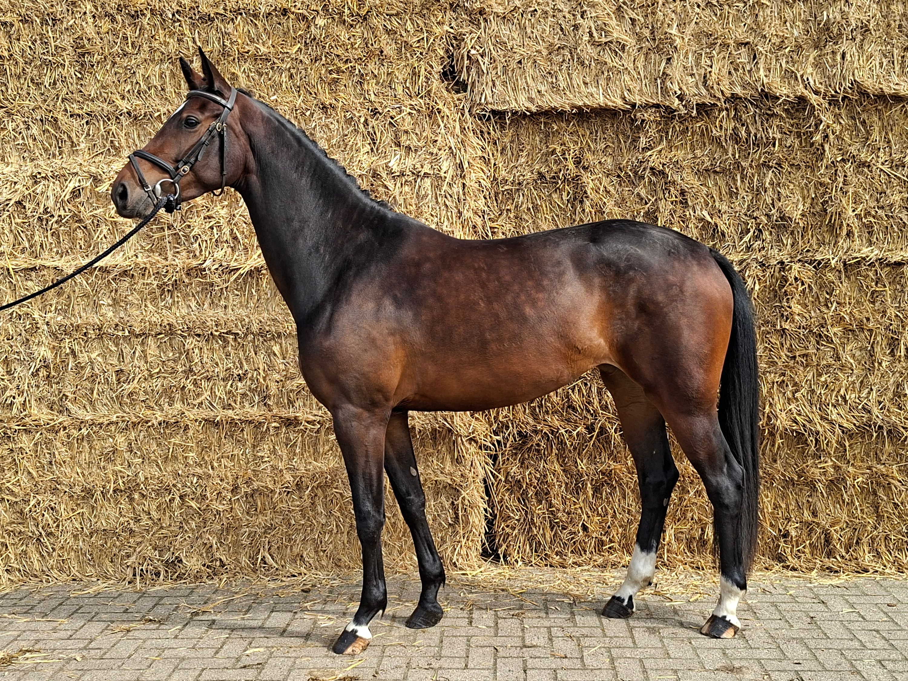 4歳Ster牝馬 Incognito x Briljant 販売中