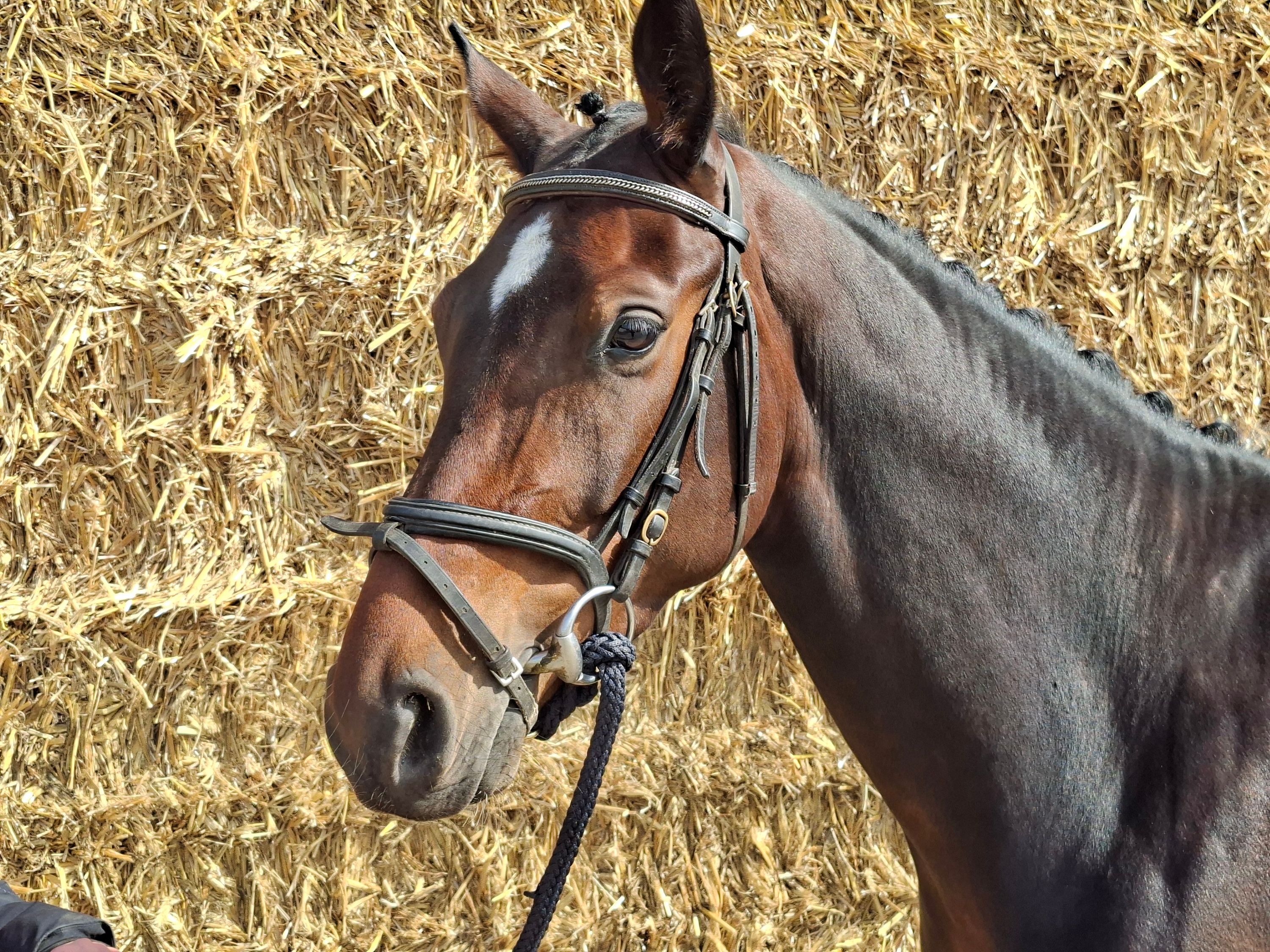 kwpn dressuurpaard merrie 4 years old donkerbruin for sale - Photo 3