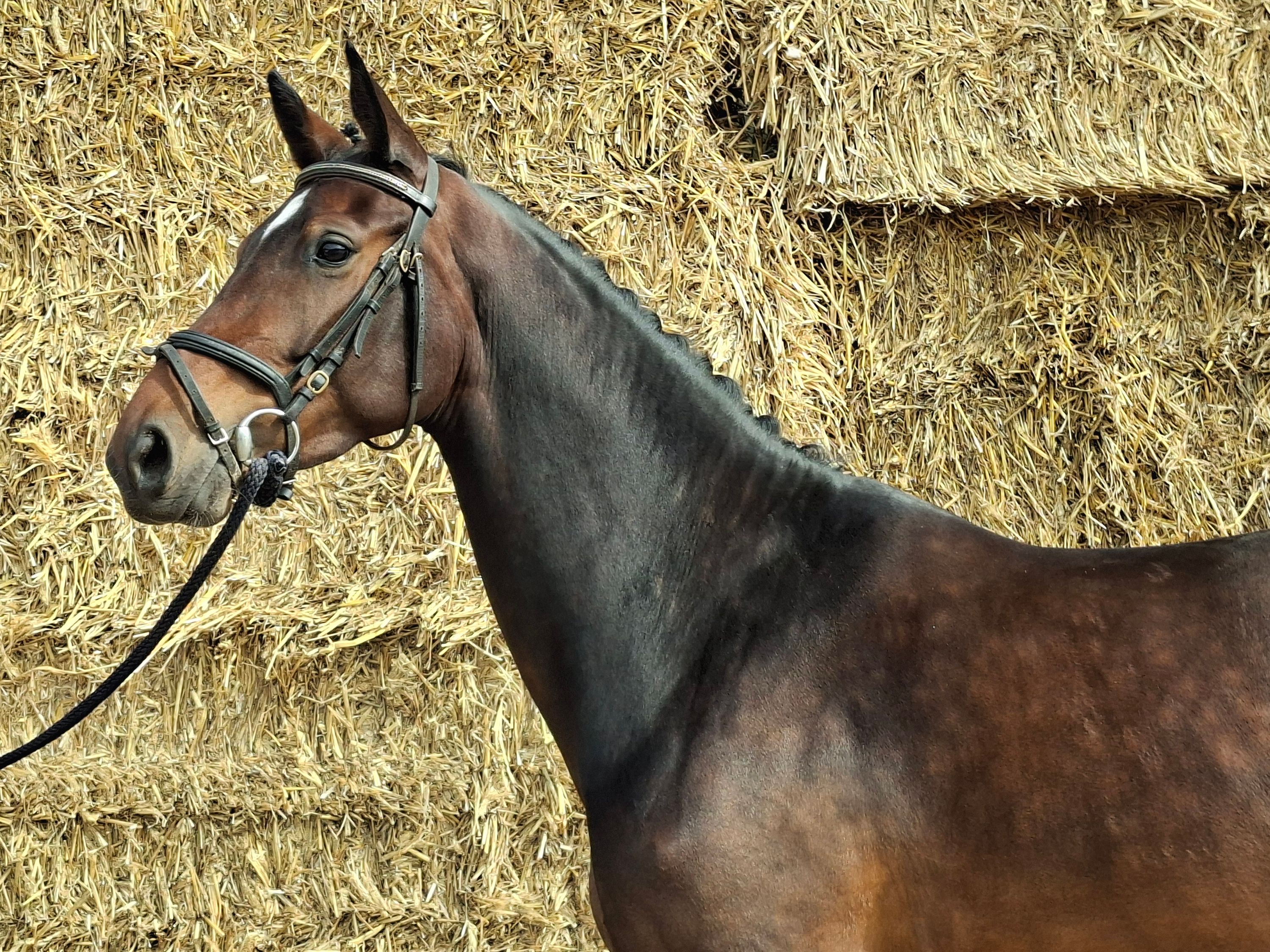 kwpn dressuurpaard merrie 4 years old donkerbruin for sale - Photo 2