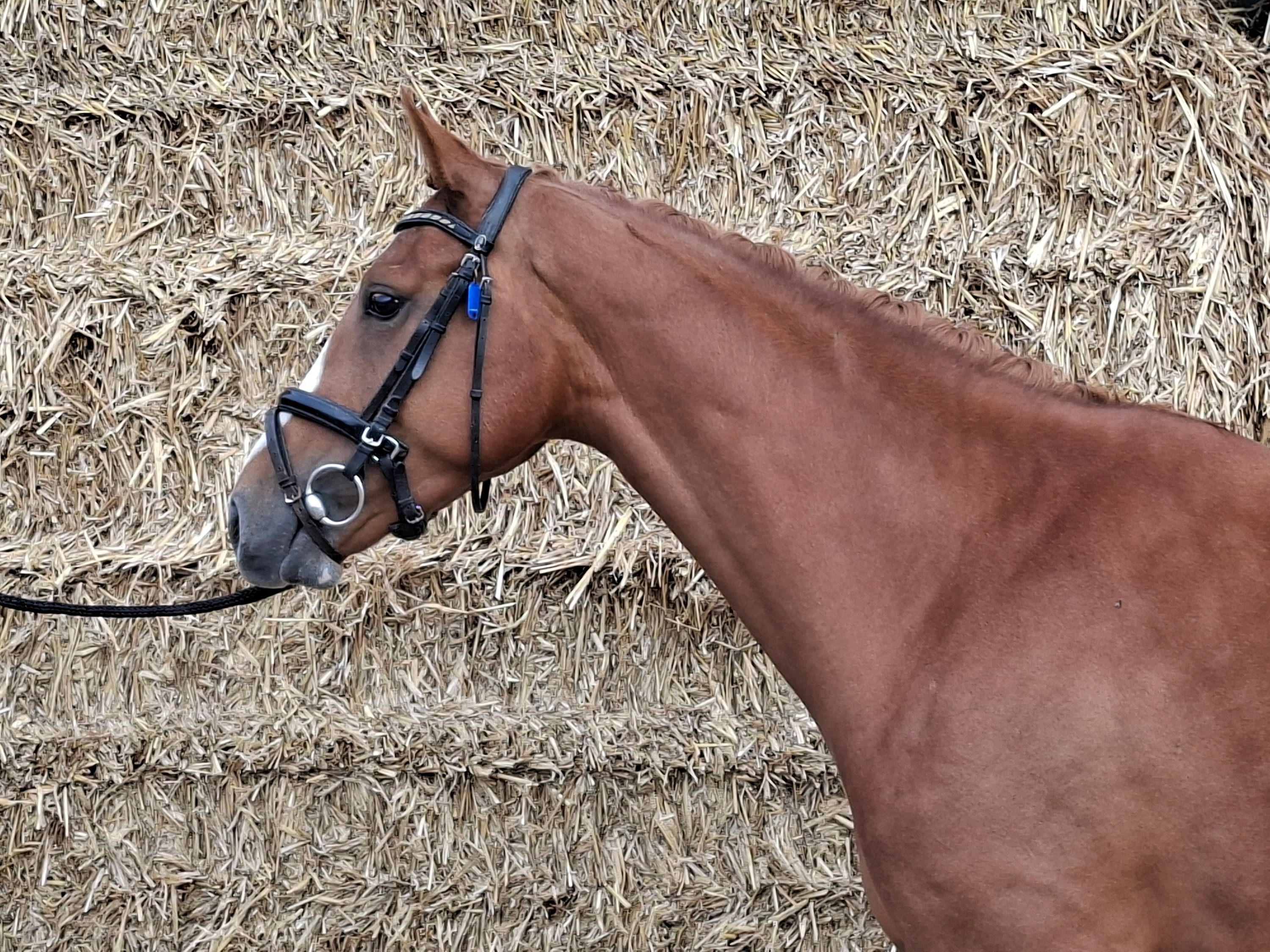 kwpn dressuurpaard merrie 4 years old for sale - Photo 2