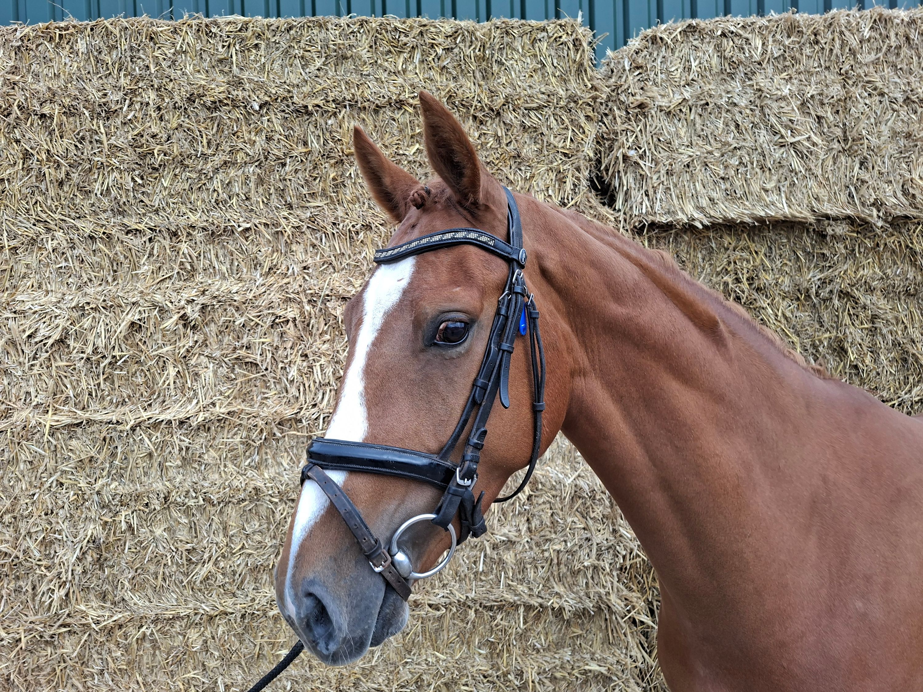 kwpn dressuurpaard merrie 4 years old for sale - Photo 3