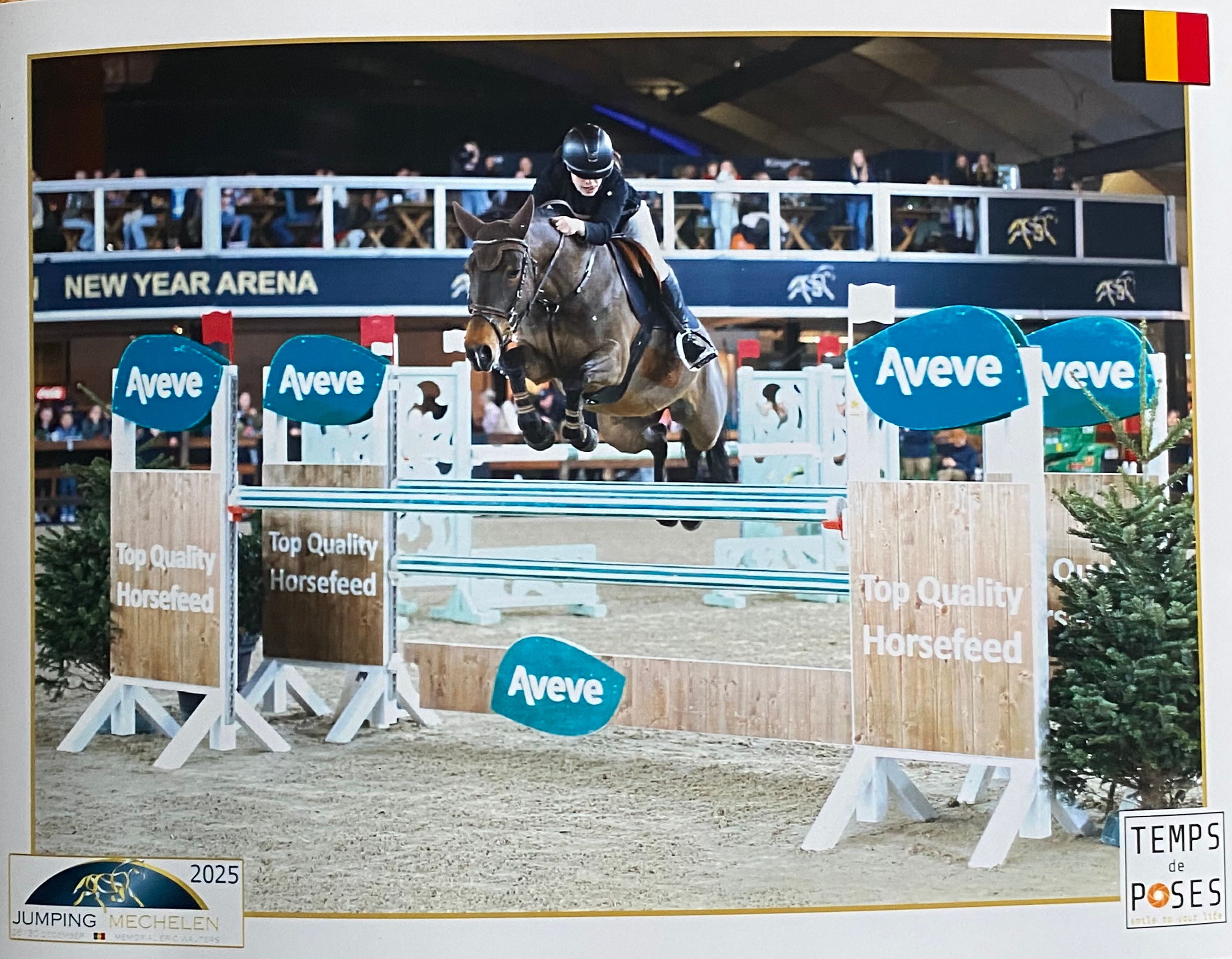 ander springpony merrie 15 ani donkerbruin de vânzare - Foto 4