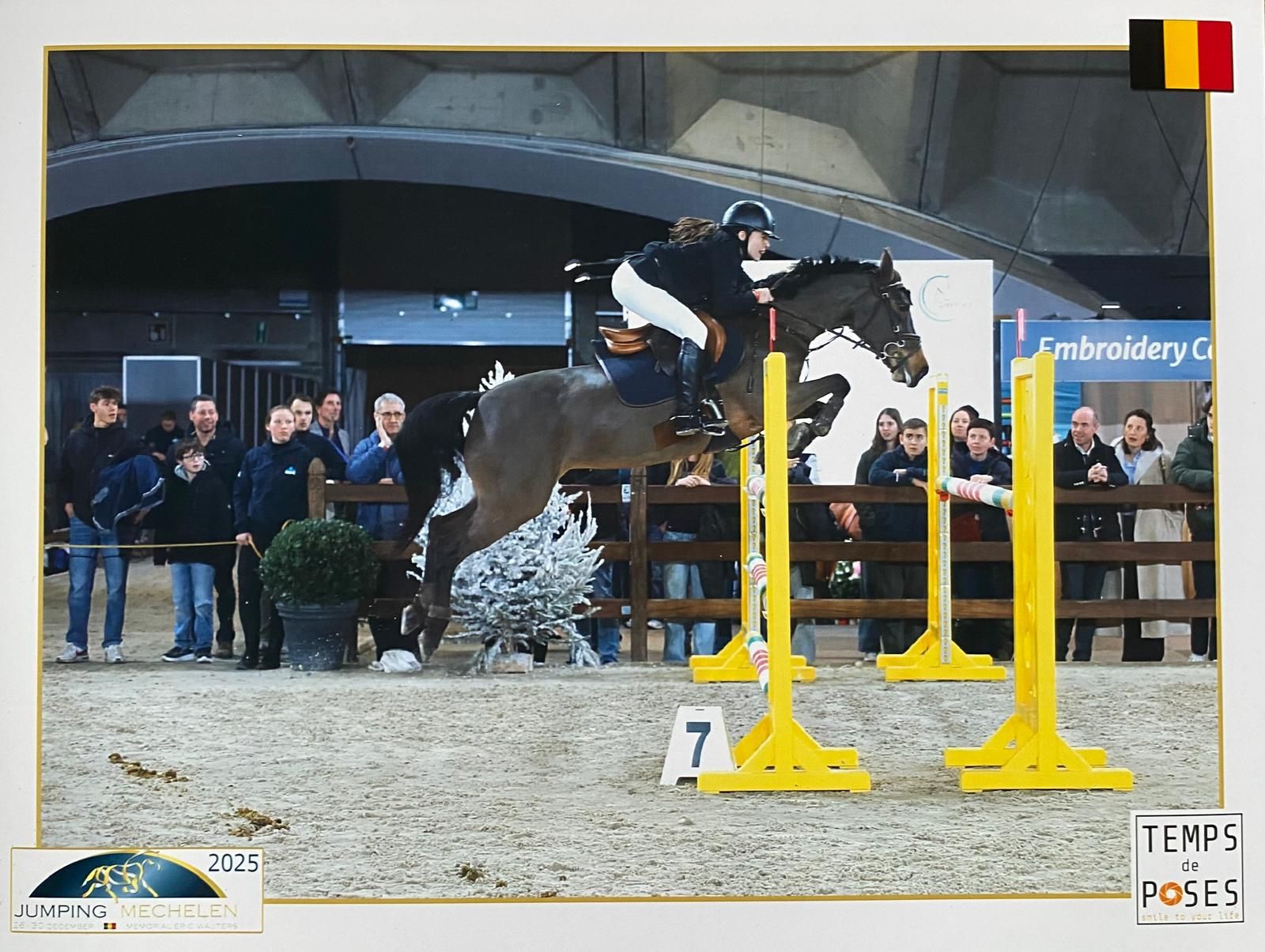 ander springpony merrie 15 ani donkerbruin de vânzare - Foto 5
