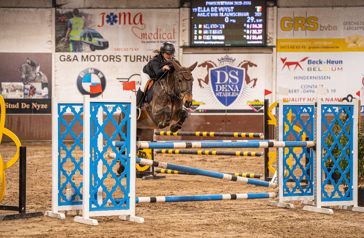 ander springpony merrie 15 ani donkerbruin de vânzare - Foto 6