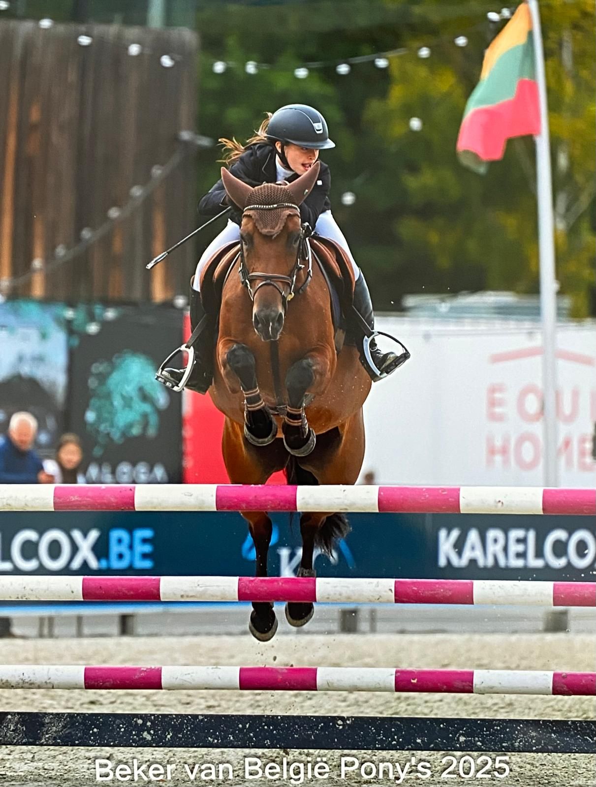 ander springpony merrie 15 ani donkerbruin de vânzare - Foto 3