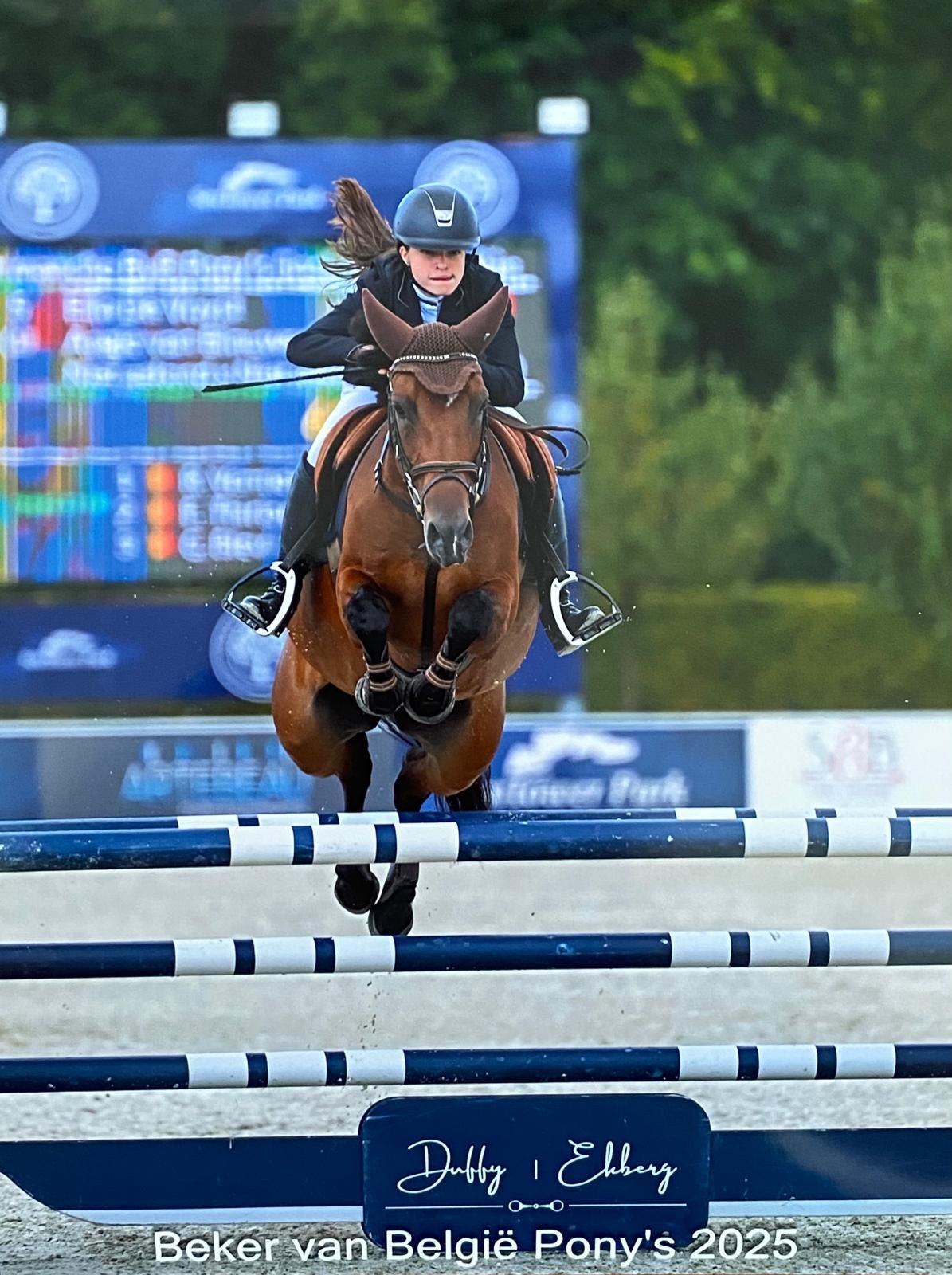 ander springpony merrie 15 ani donkerbruin de vânzare - Foto 2