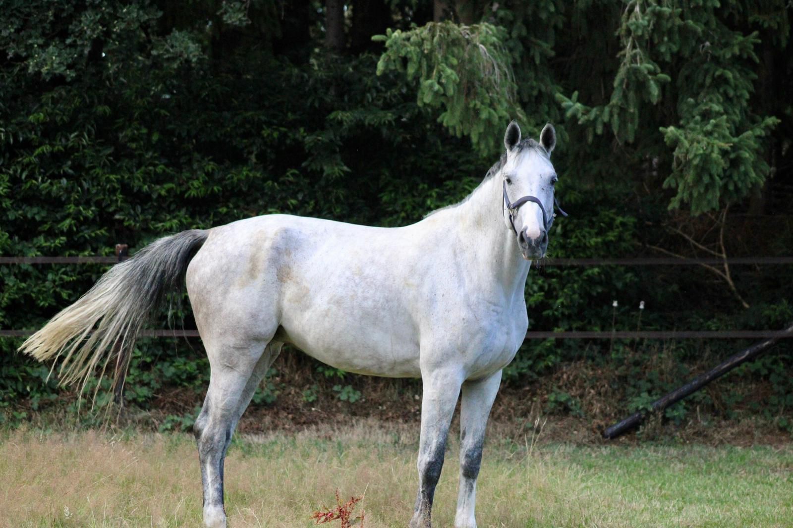 kwpn fokmerrie merrie 12 years old schimmel for sale - Photo 3