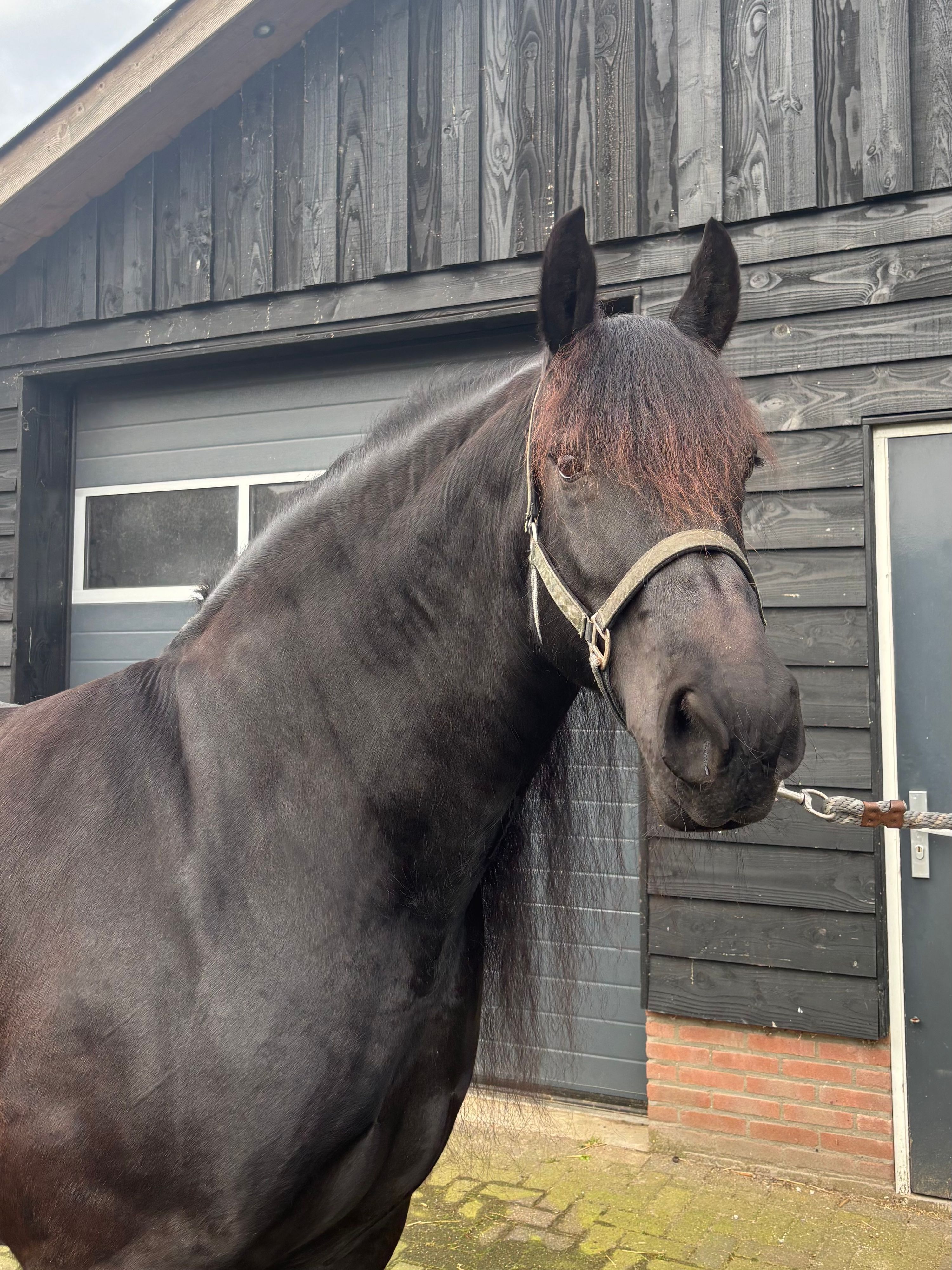 フリージアン（Friesian）血統登録牝馬 販売中
