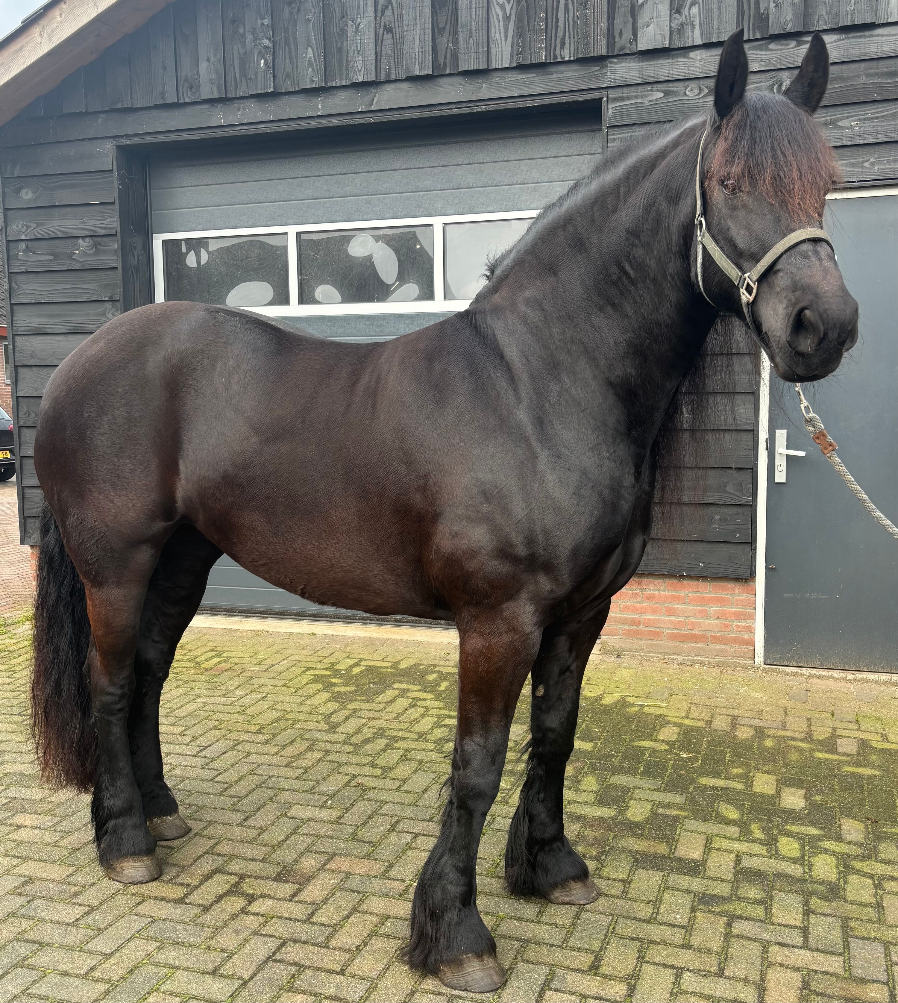 fries merrie 9 years old zwart for sale - Photo 2