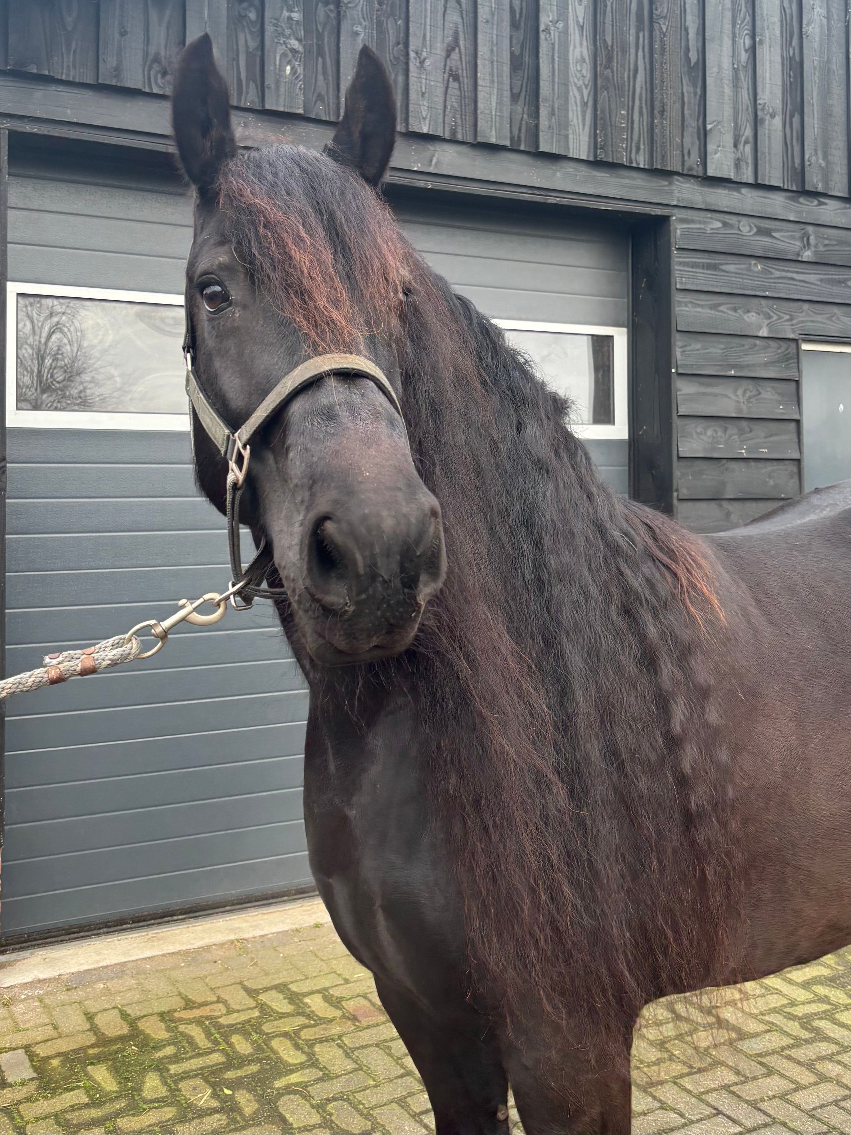 fries merrie 9 years old zwart for sale - Photo 3