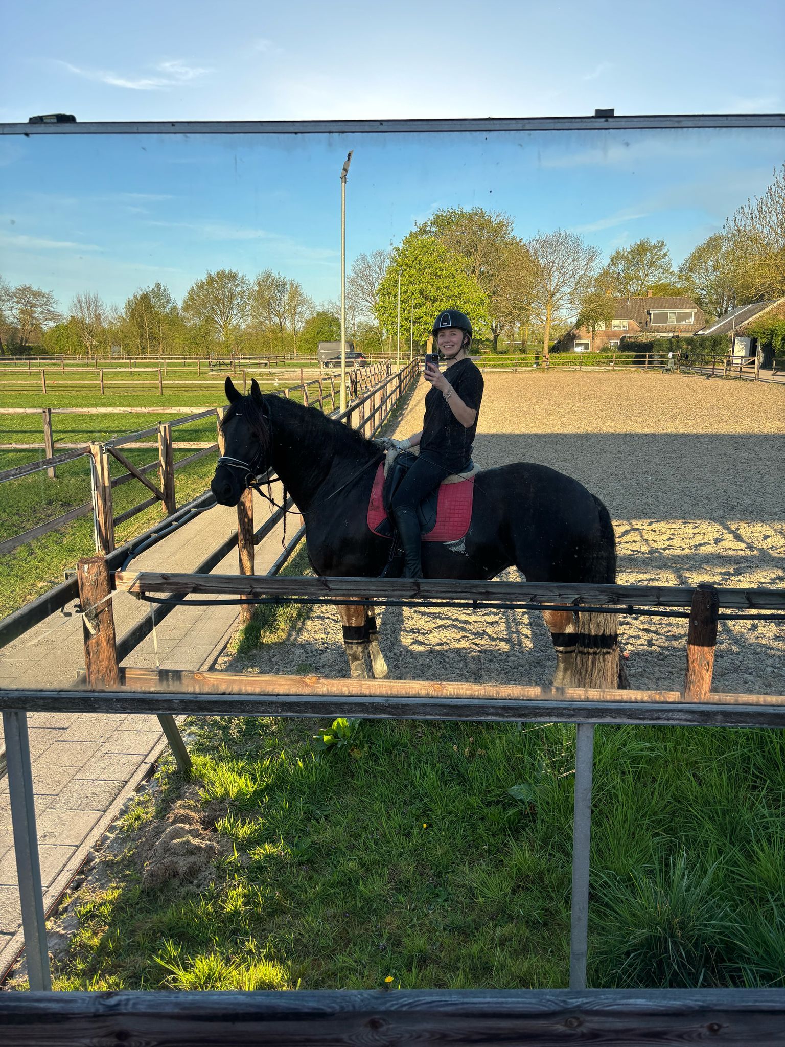 fries merrie 9 years old zwart for sale - Photo 4