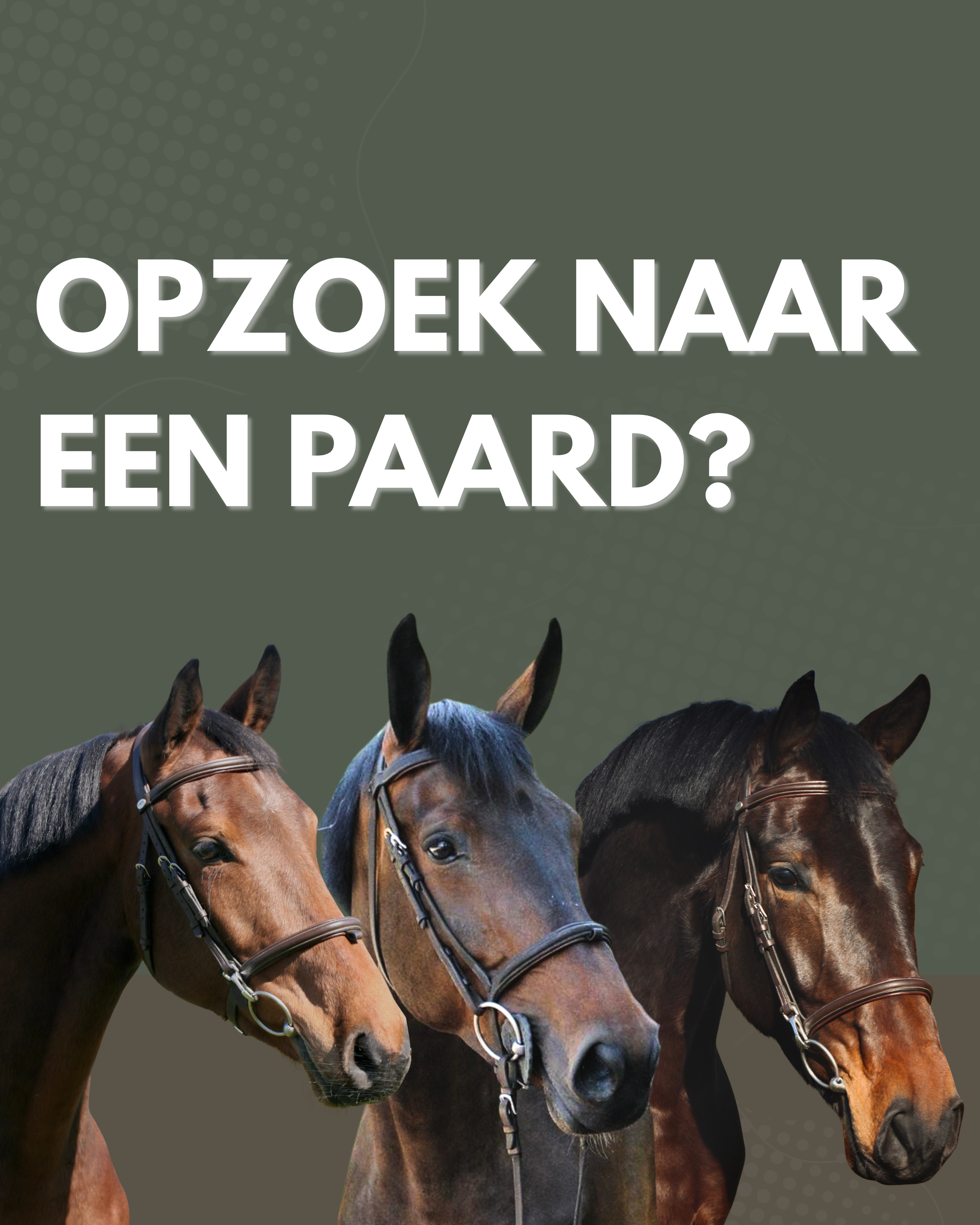 HORSES FOR SALE (for amateur, competition, hobby, recreational riders)