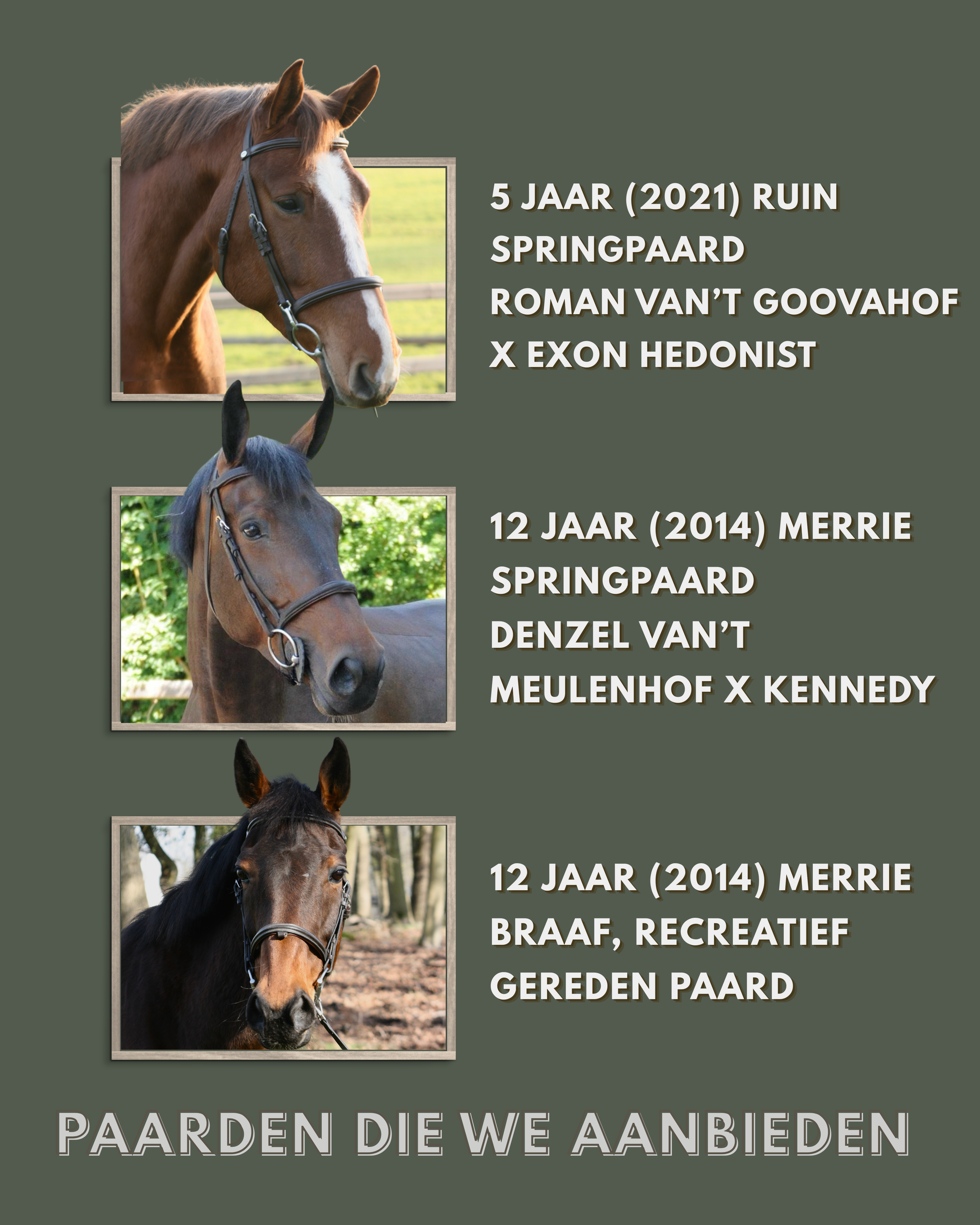 springpaard merrie 6 years old for sale - Photo 3