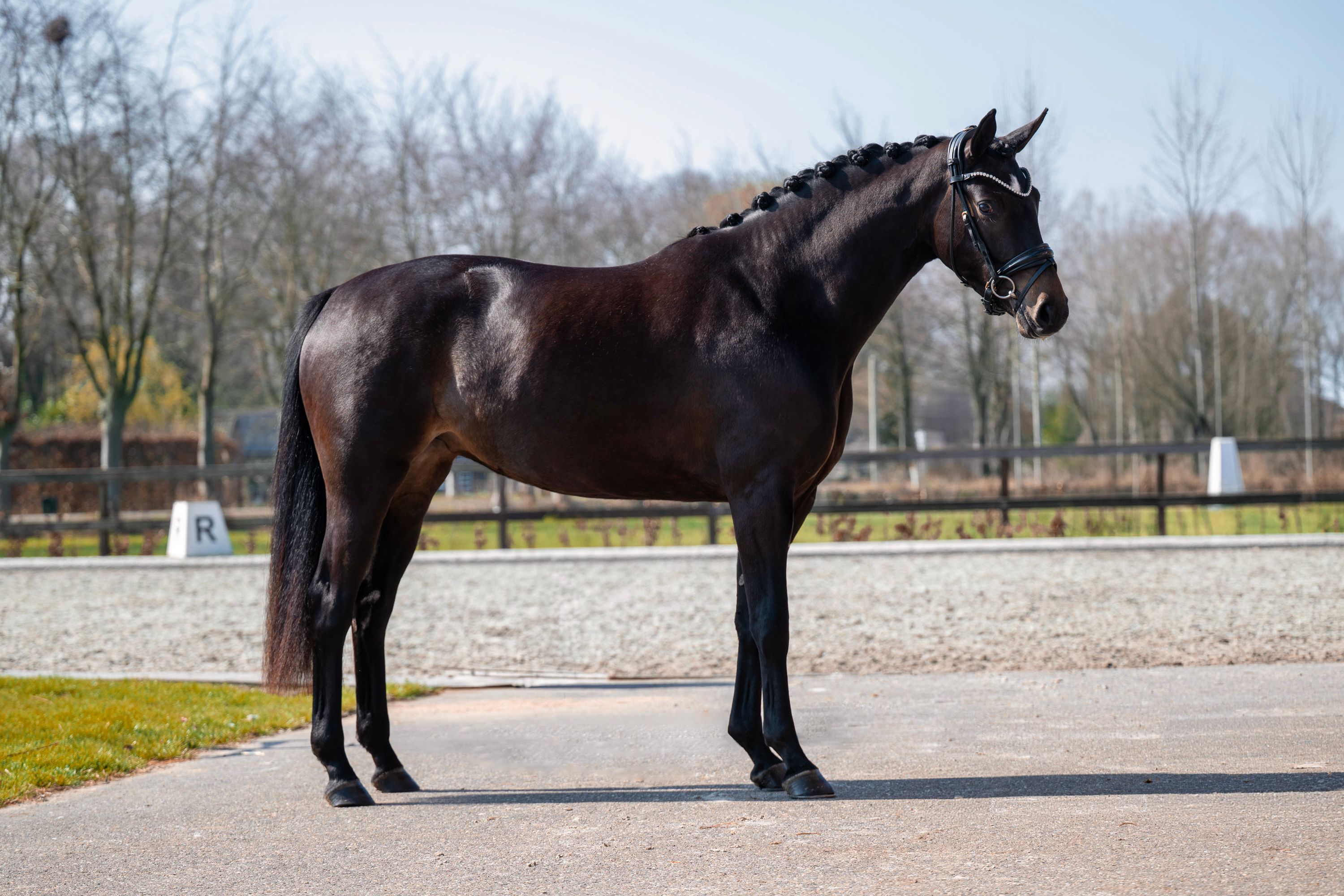kwpn dressuurpaard merrie 3 años donkerbruin en venta - Foto 2