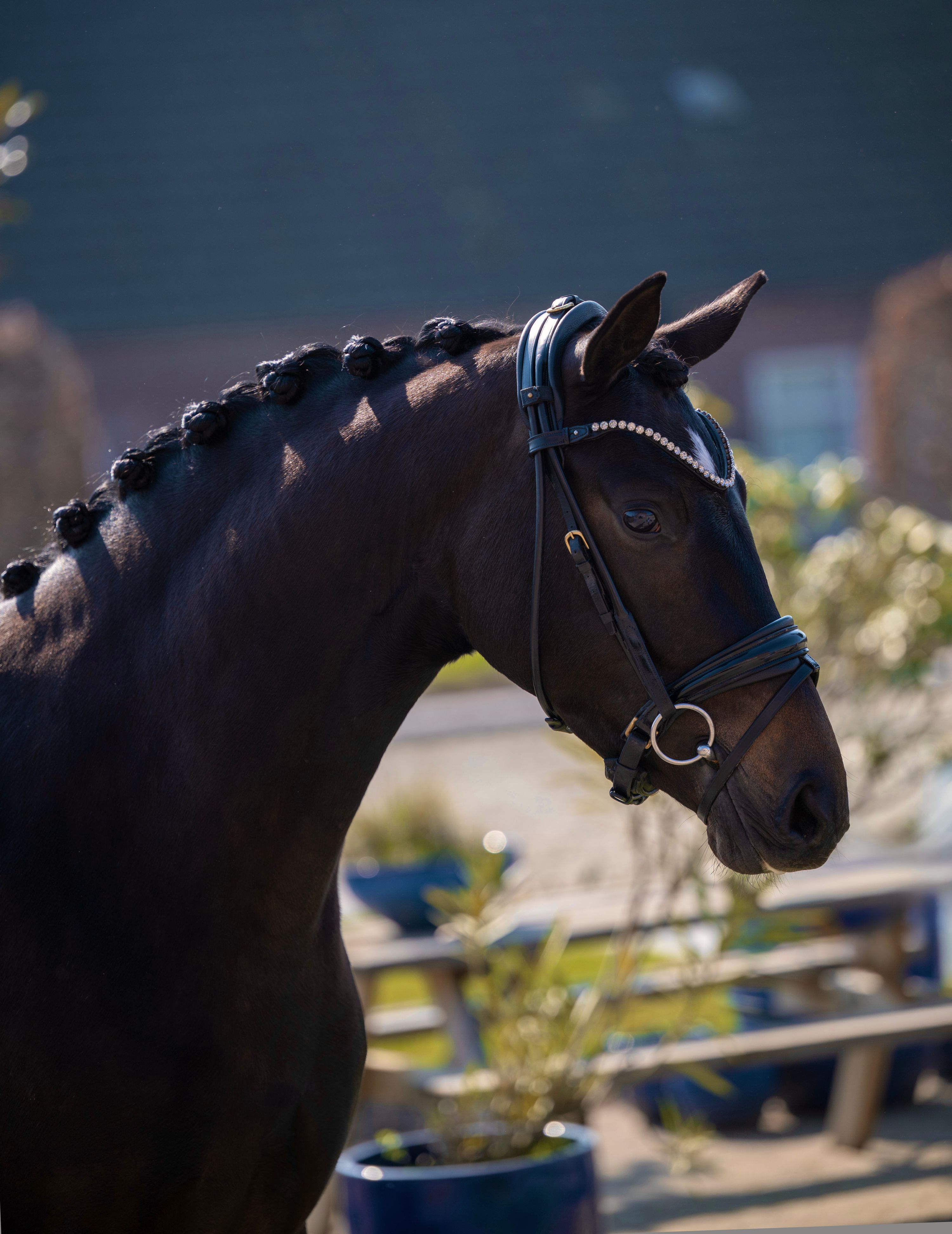 kwpn dressuurpaard merrie 3 años donkerbruin en venta - Foto 3