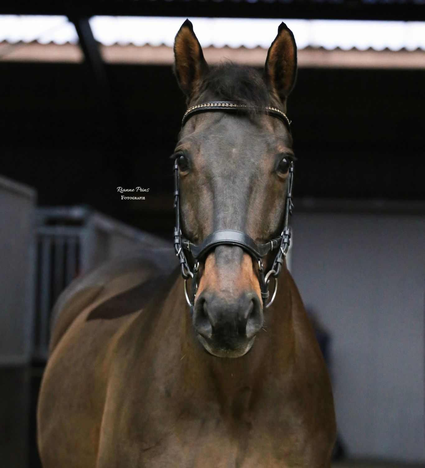 kwpn dressuurpaard ruin 19 years old bruin for sale - Main photo