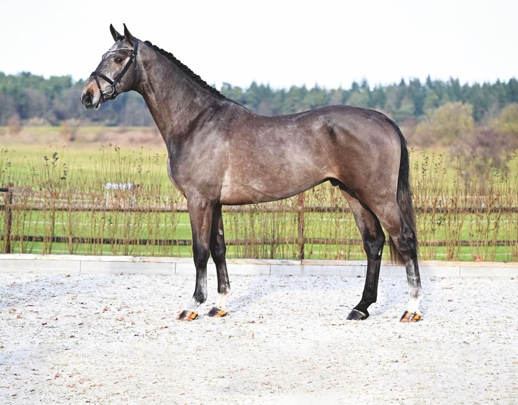 ["holstein","oldenburg","westfalen","hannoveraan"] ["springen"] schimmel for sale - Photo 2