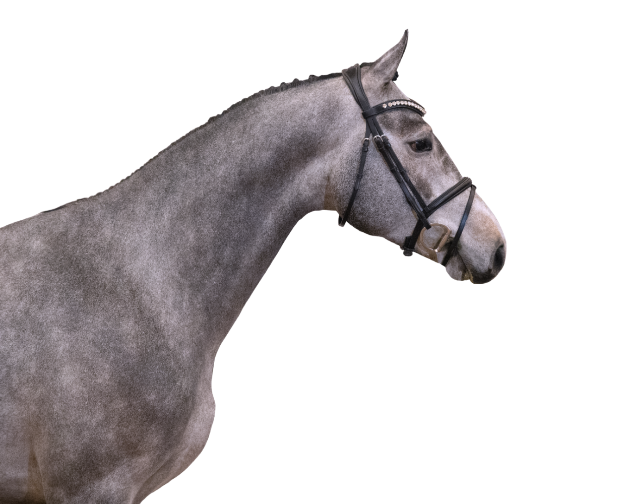 ["holstein"] ["springen"] schimmel for sale - Photo 2