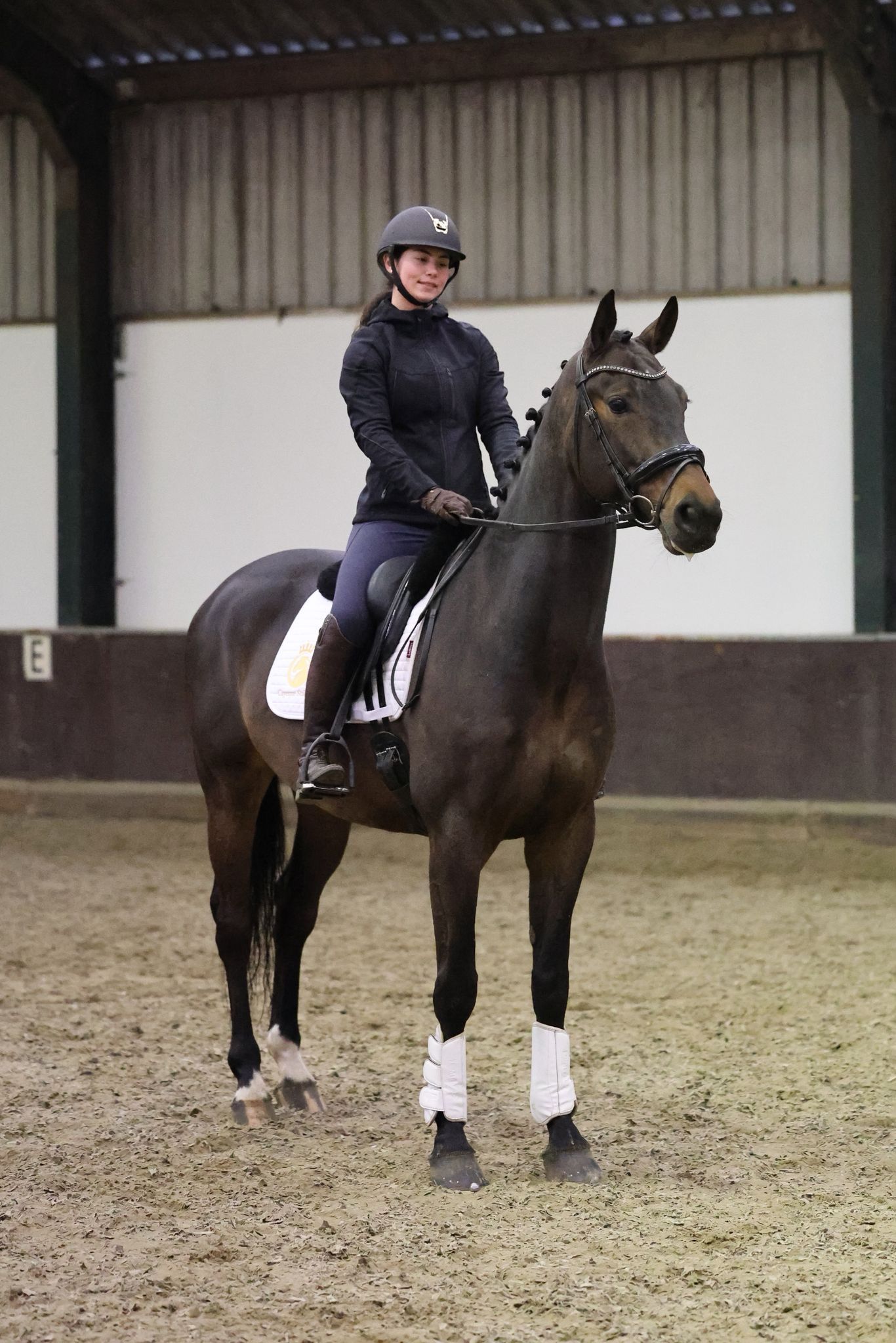 kwpn dressuurpaard ruin 5 år donkerbruin till salu - Foto 2