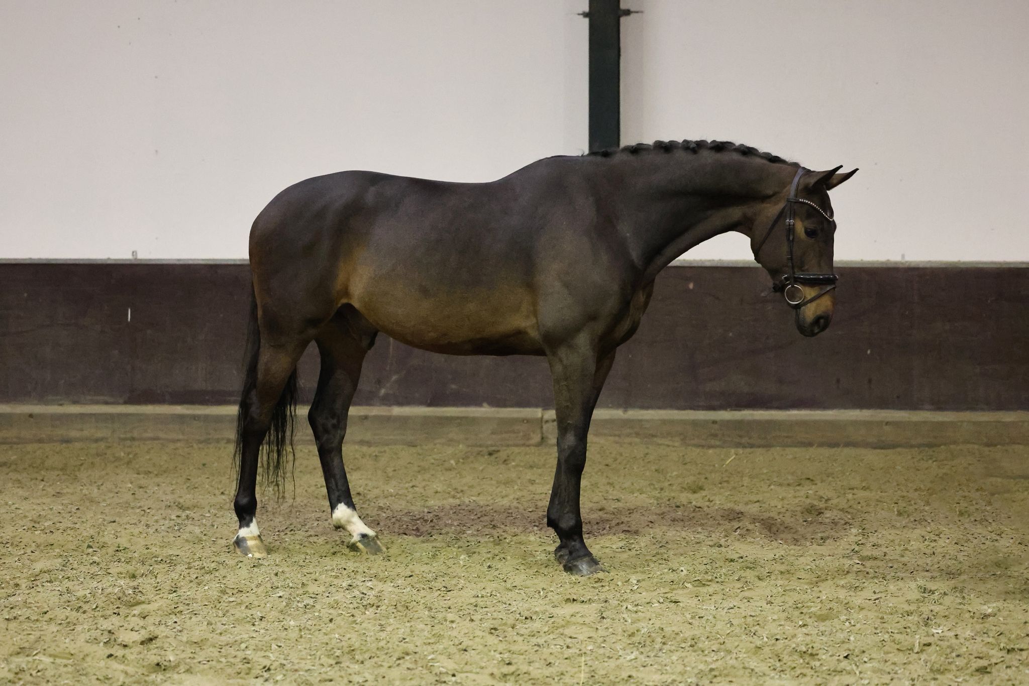 kwpn dressuurpaard ruin 5 år donkerbruin till salu - Foto 3