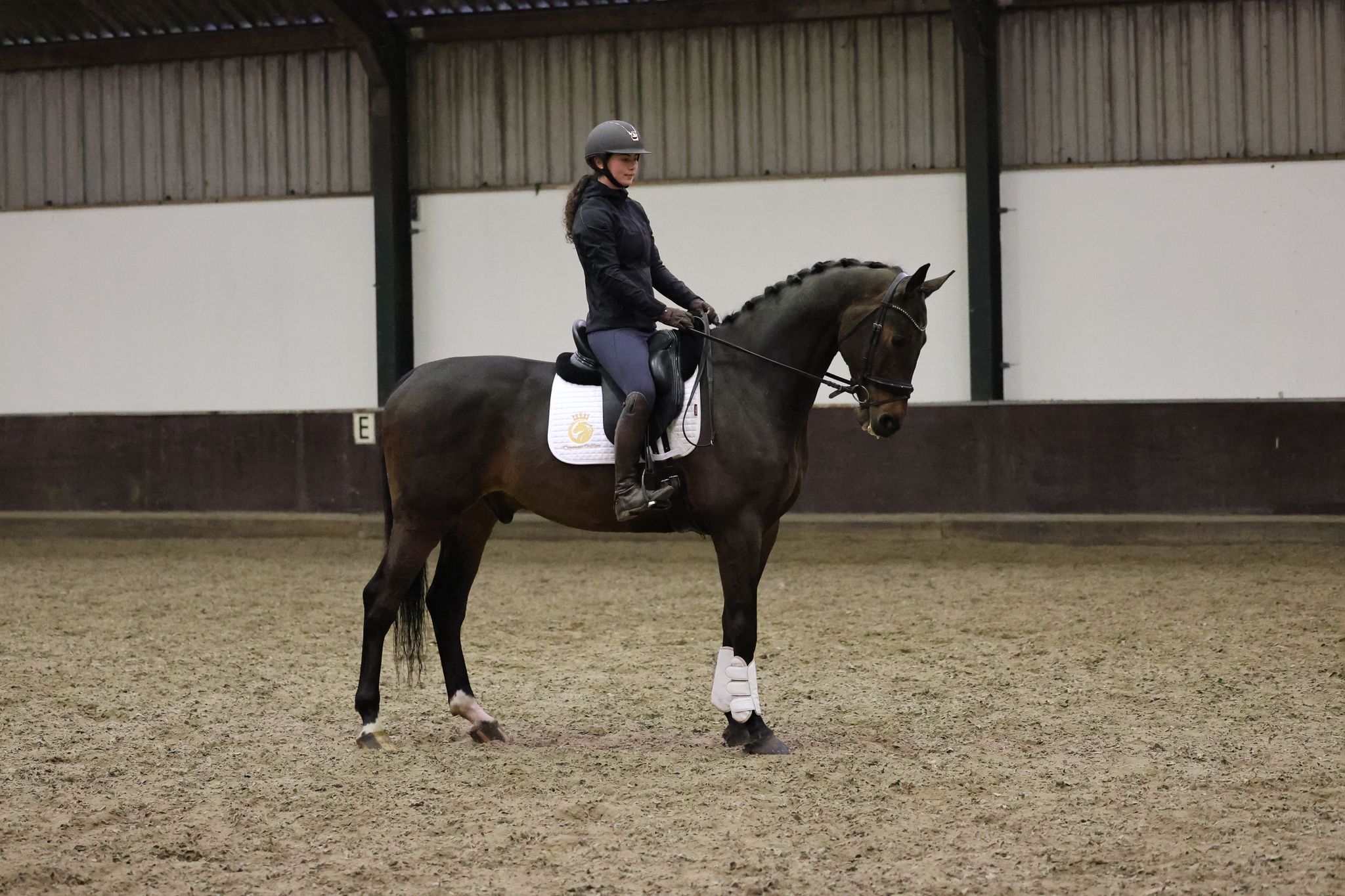 Handsome 5-year-old gelding Royal Difference by Glamourdale x Valeron
