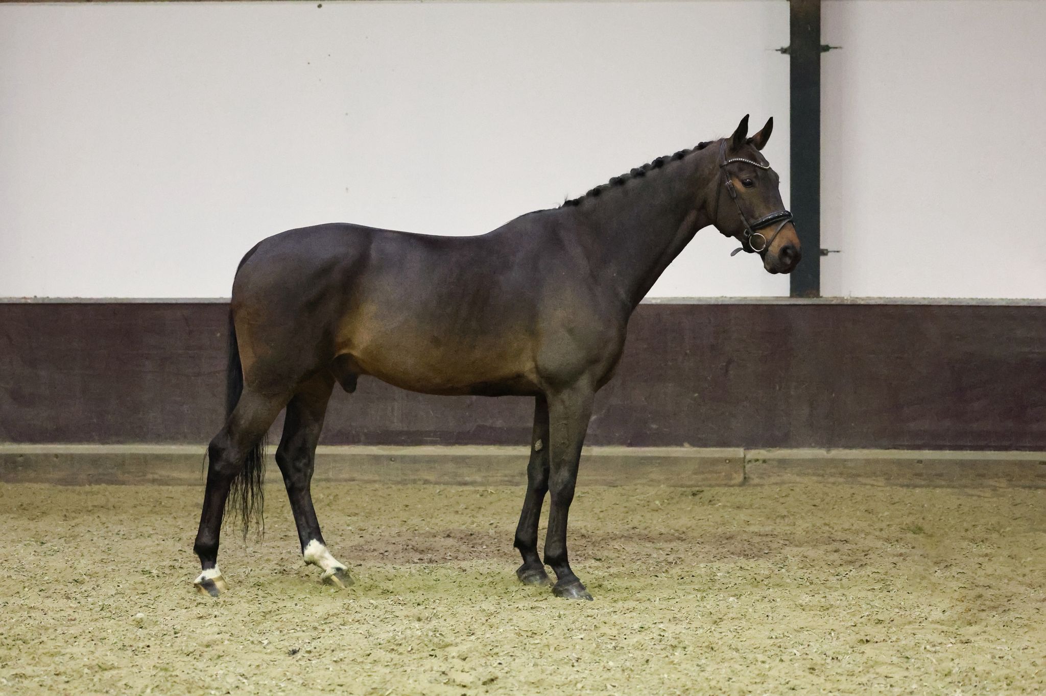 kwpn dressuurpaard ruin 5 år donkerbruin till salu - Foto 4