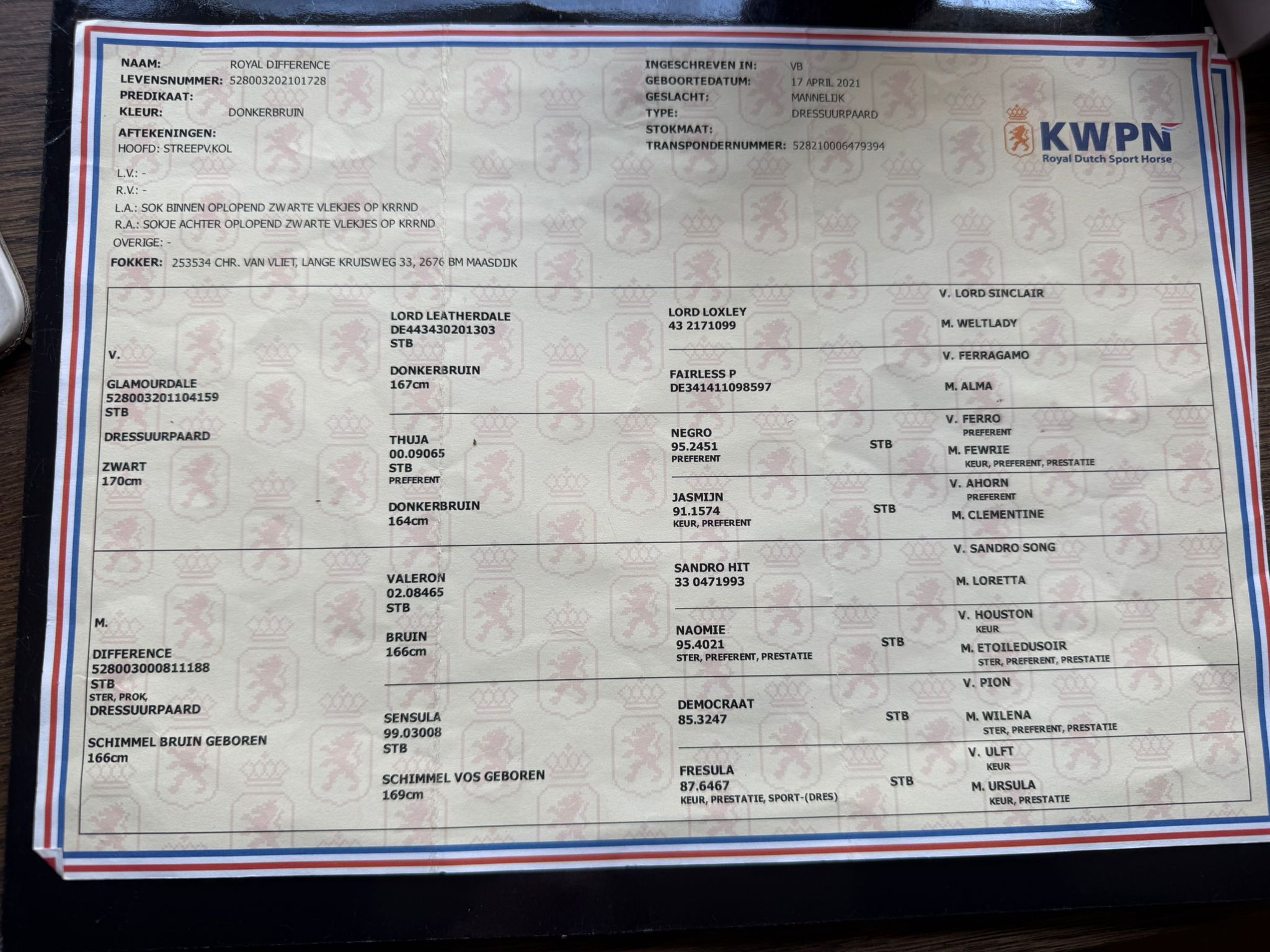 kwpn dressuurpaard ruin 5 år donkerbruin till salu - Foto 5