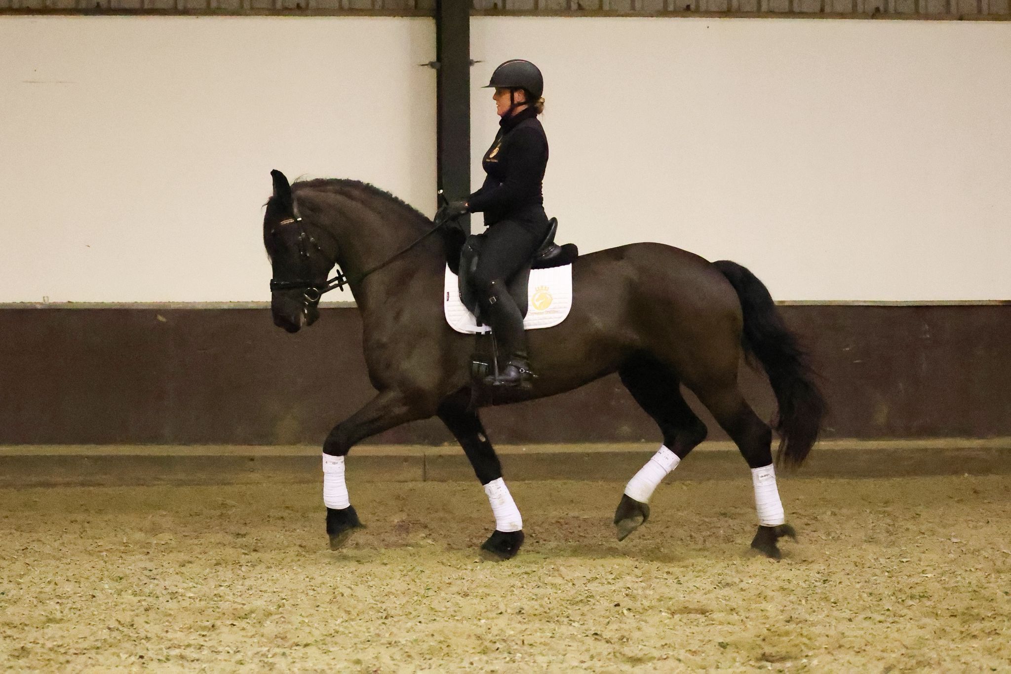 ander allrounder merrie 7 years old zwart for sale - Photo 4