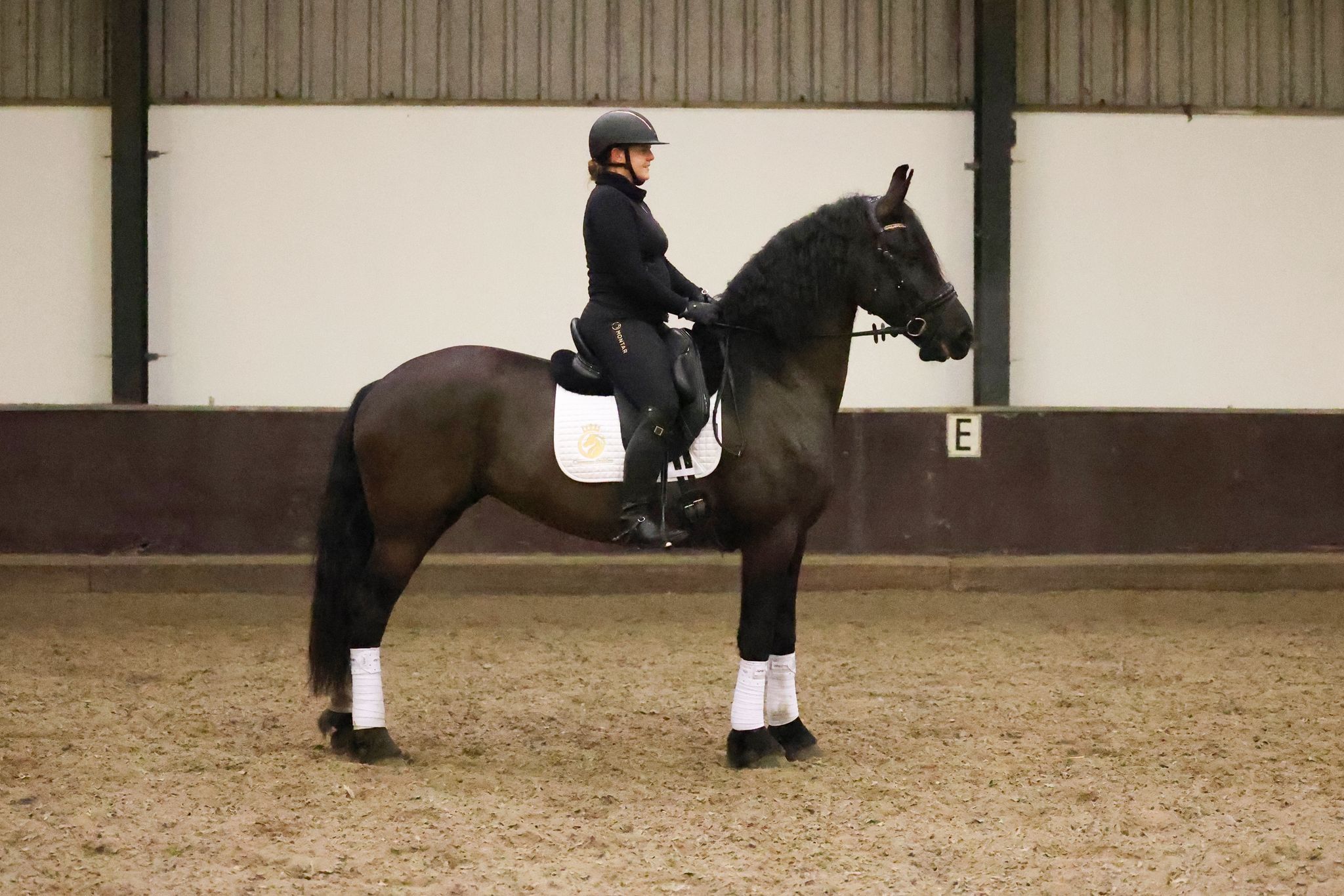 ander allrounder merrie 7 years old zwart for sale - Main photo