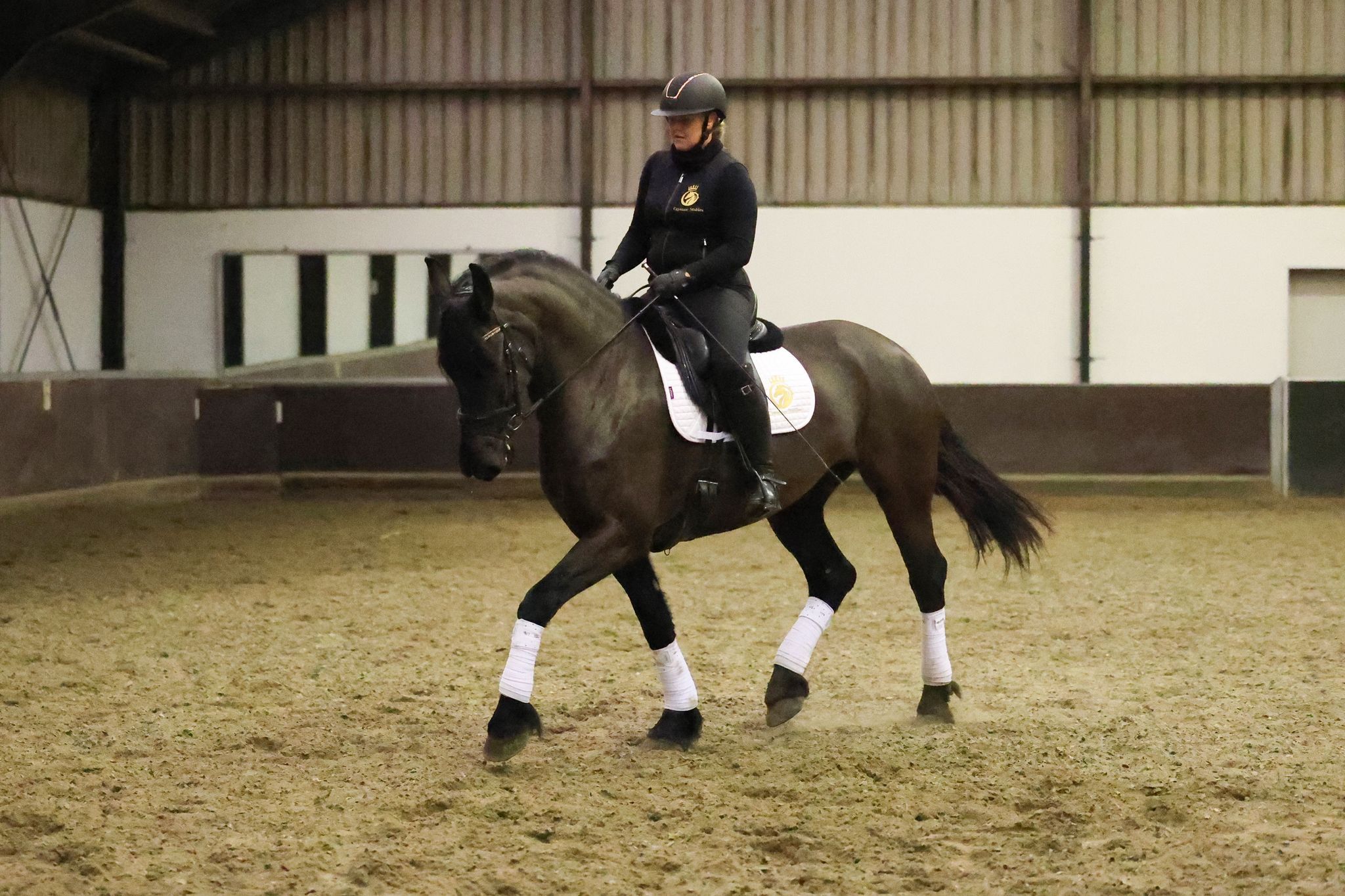 ander allrounder merrie 7 years old zwart for sale - Photo 5