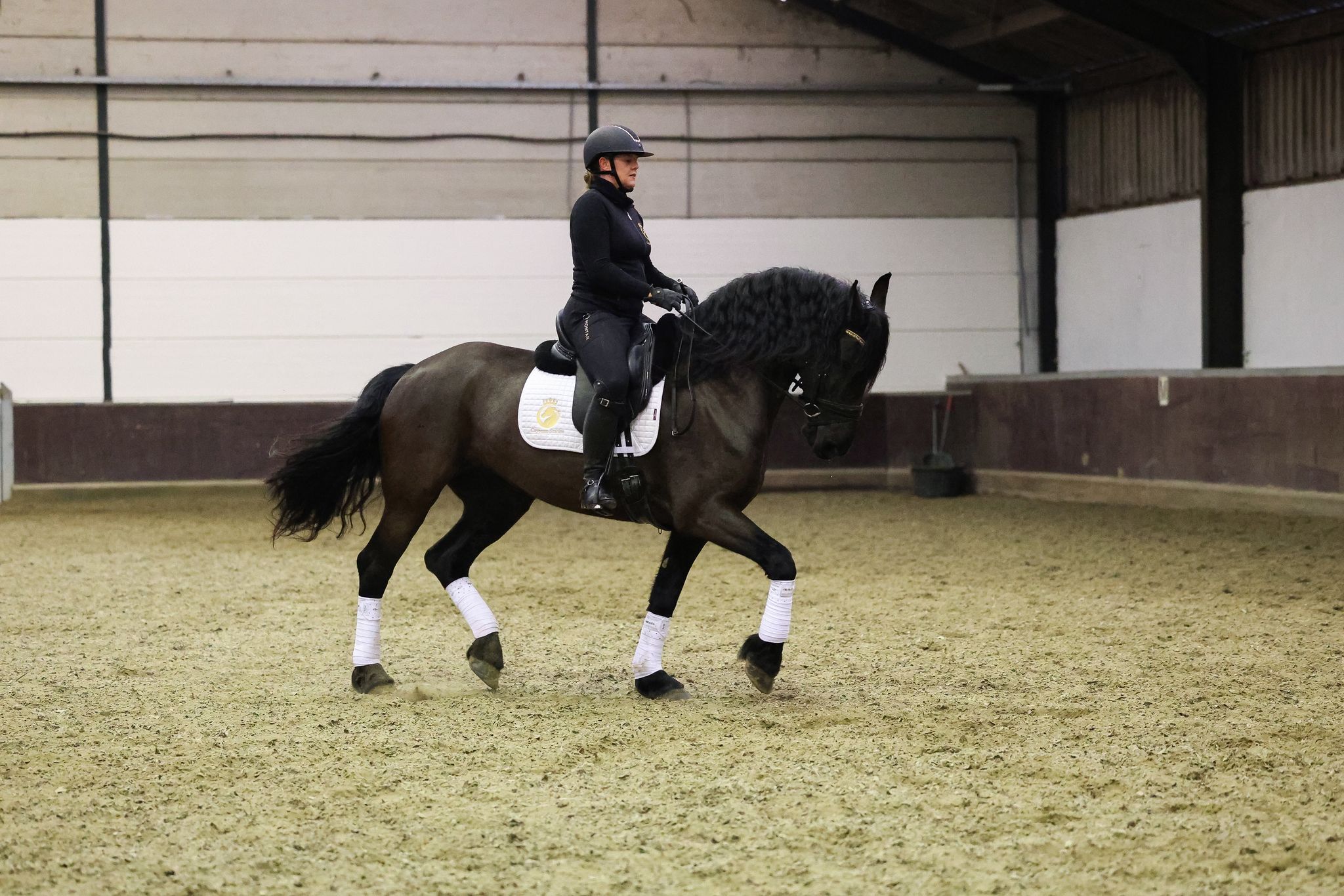 ander allrounder merrie 7 years old zwart for sale - Photo 6