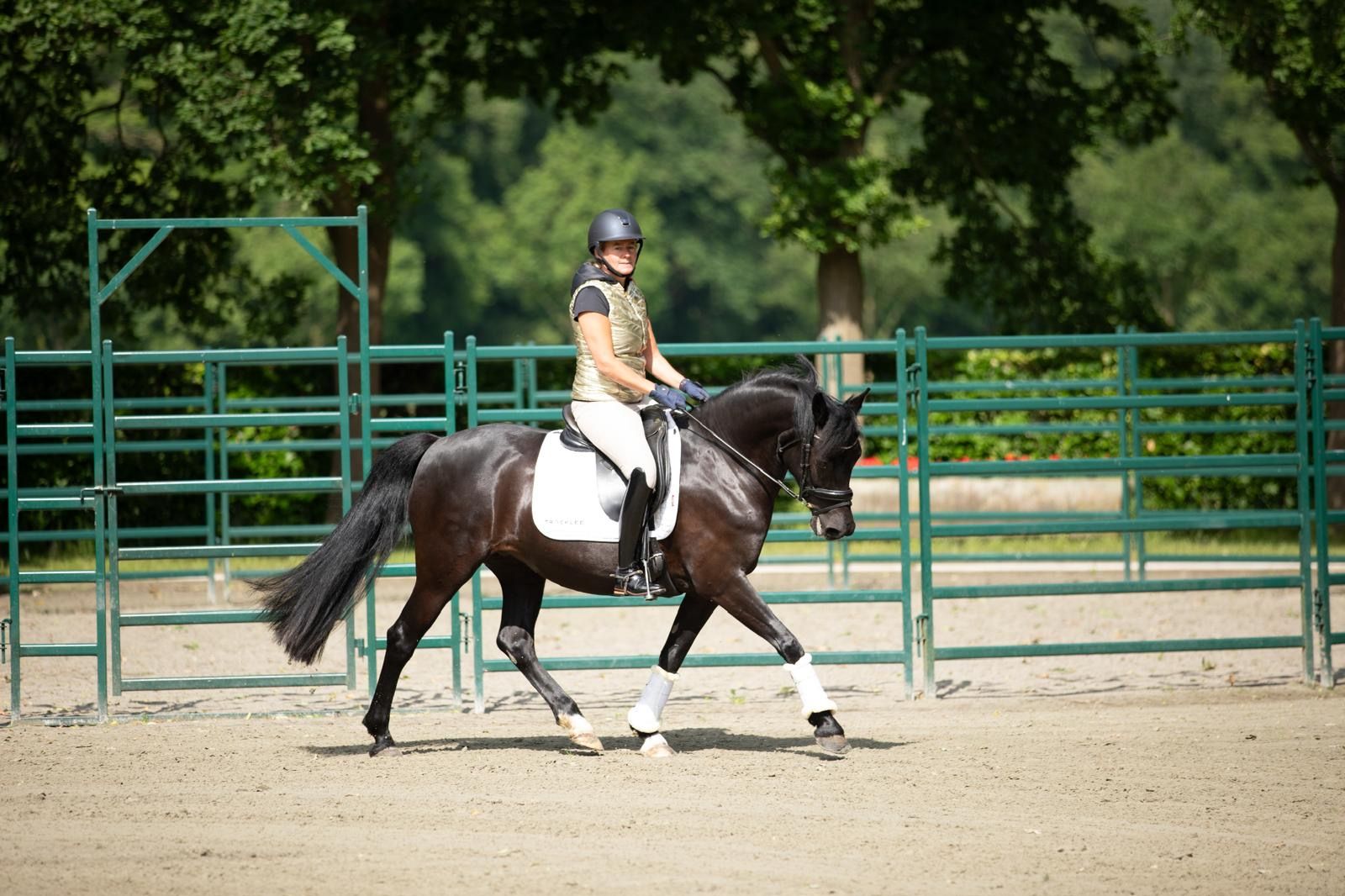 nrps allround-pony merrie 10 歳 zwart 売り出し中 - 写真 4