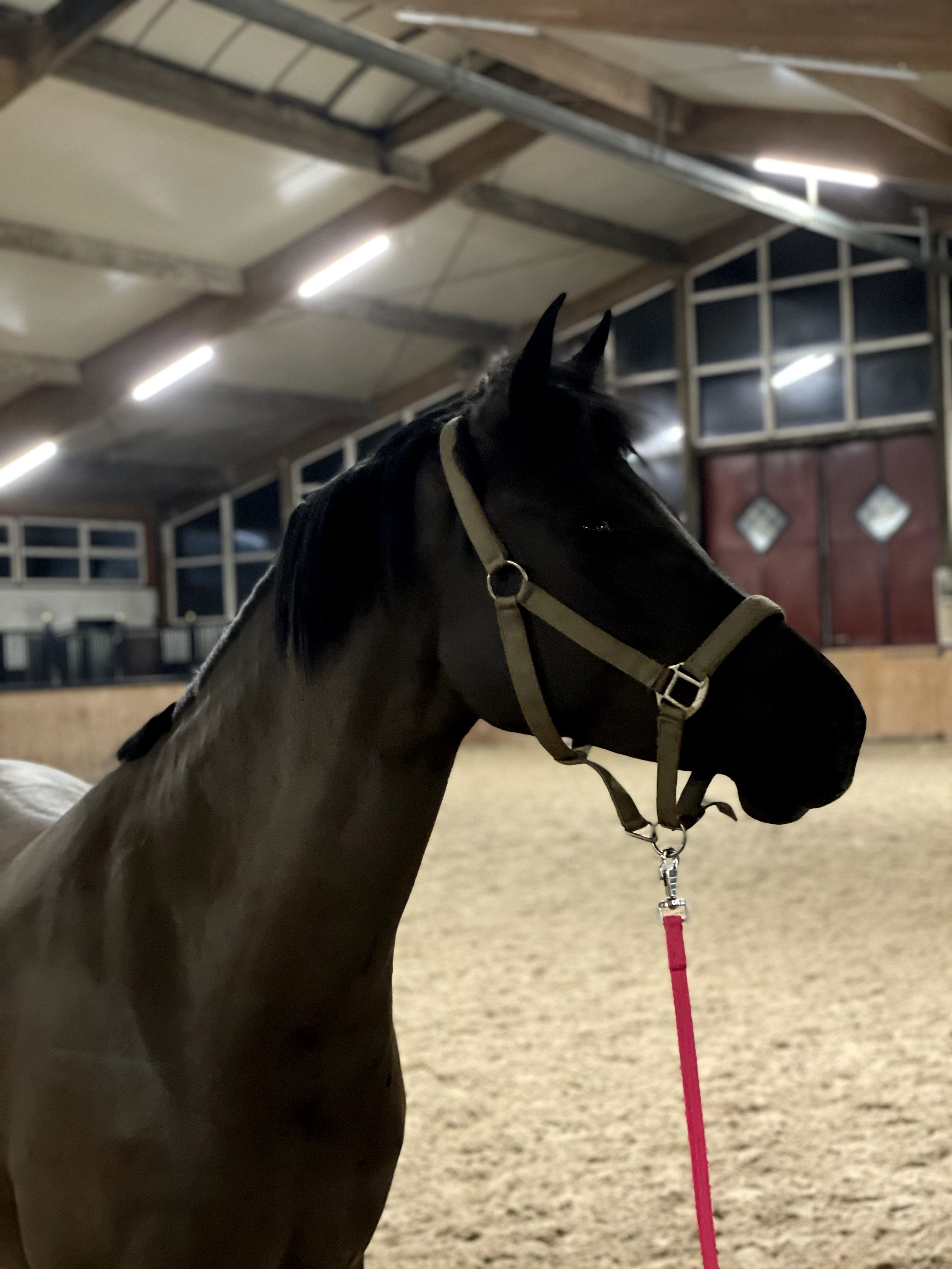 nrps allround-pony merrie 10 歳 zwart 売り出し中 - 写真 3