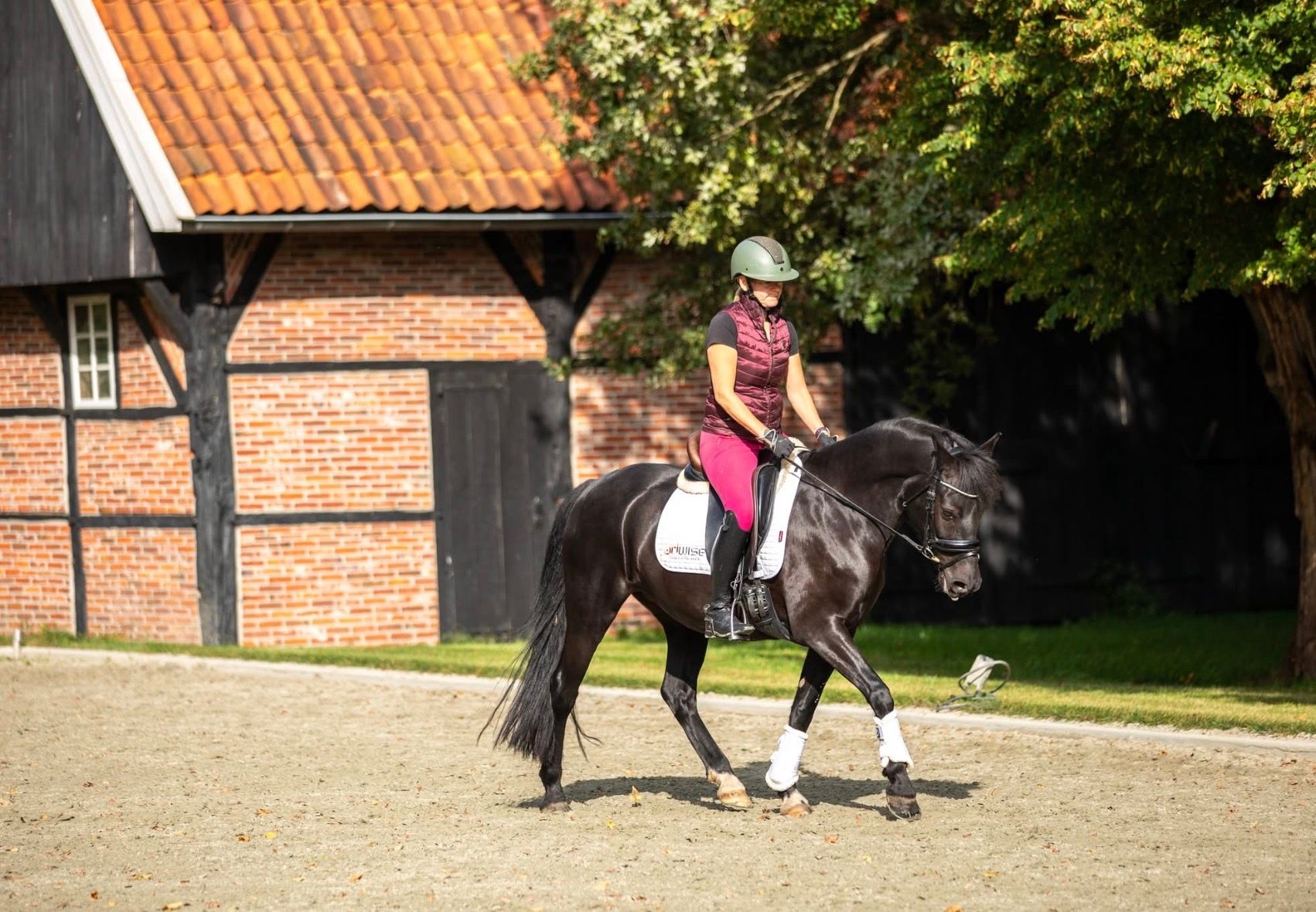 nrps allround-pony merrie 10 歳 zwart 売り出し中 - 写真 5