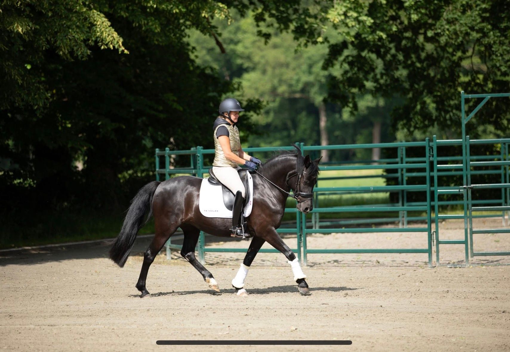 nrps allround-pony merrie 10 歳 zwart 売り出し中 - 写真 6