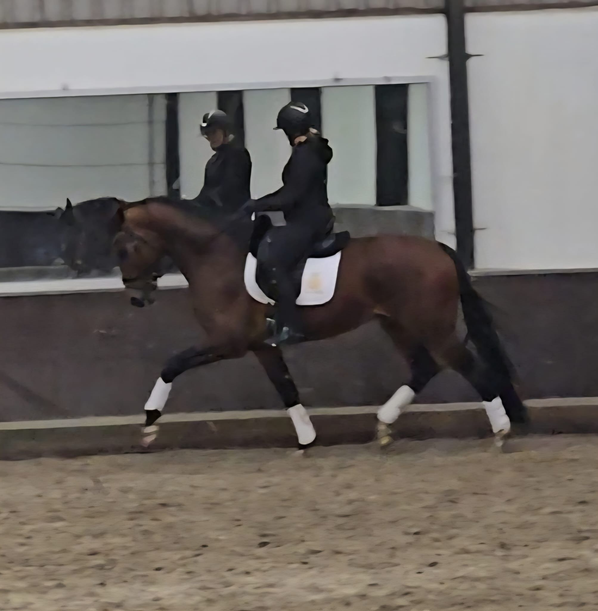 KWPN dressuurpaard Ruin 4 years old Bruin for sale - Photo 2