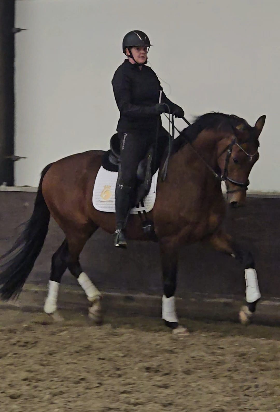 Talented, very sweet and calm 4-year-old gelding