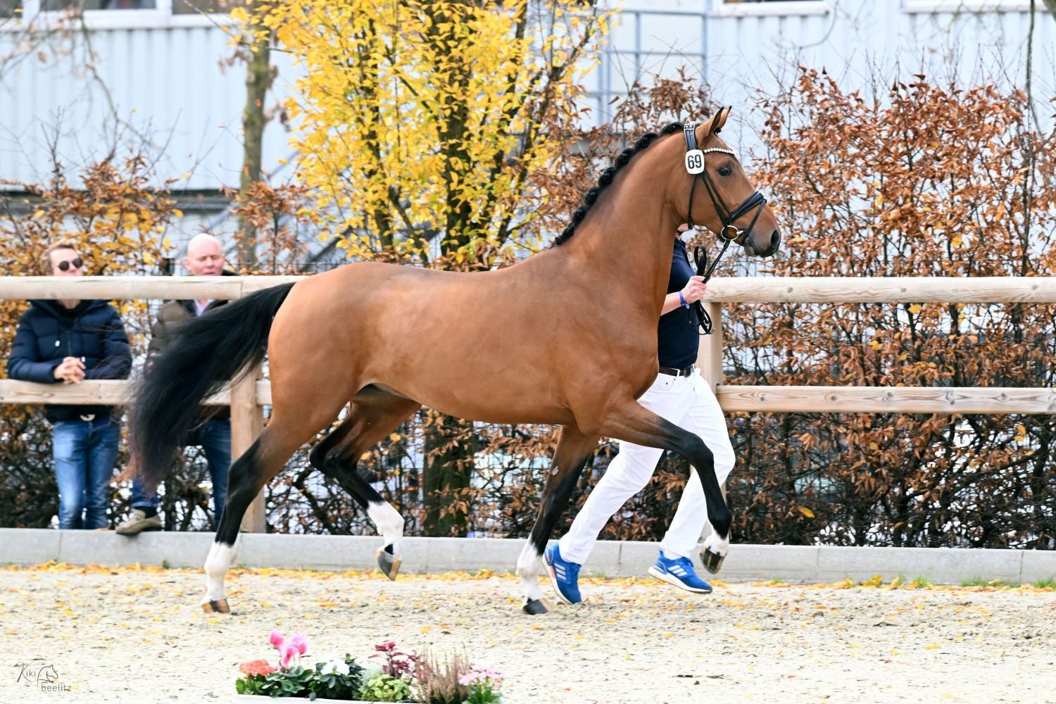 ["oldenburg"] ["dressuur"] bruin for sale - Photo 3