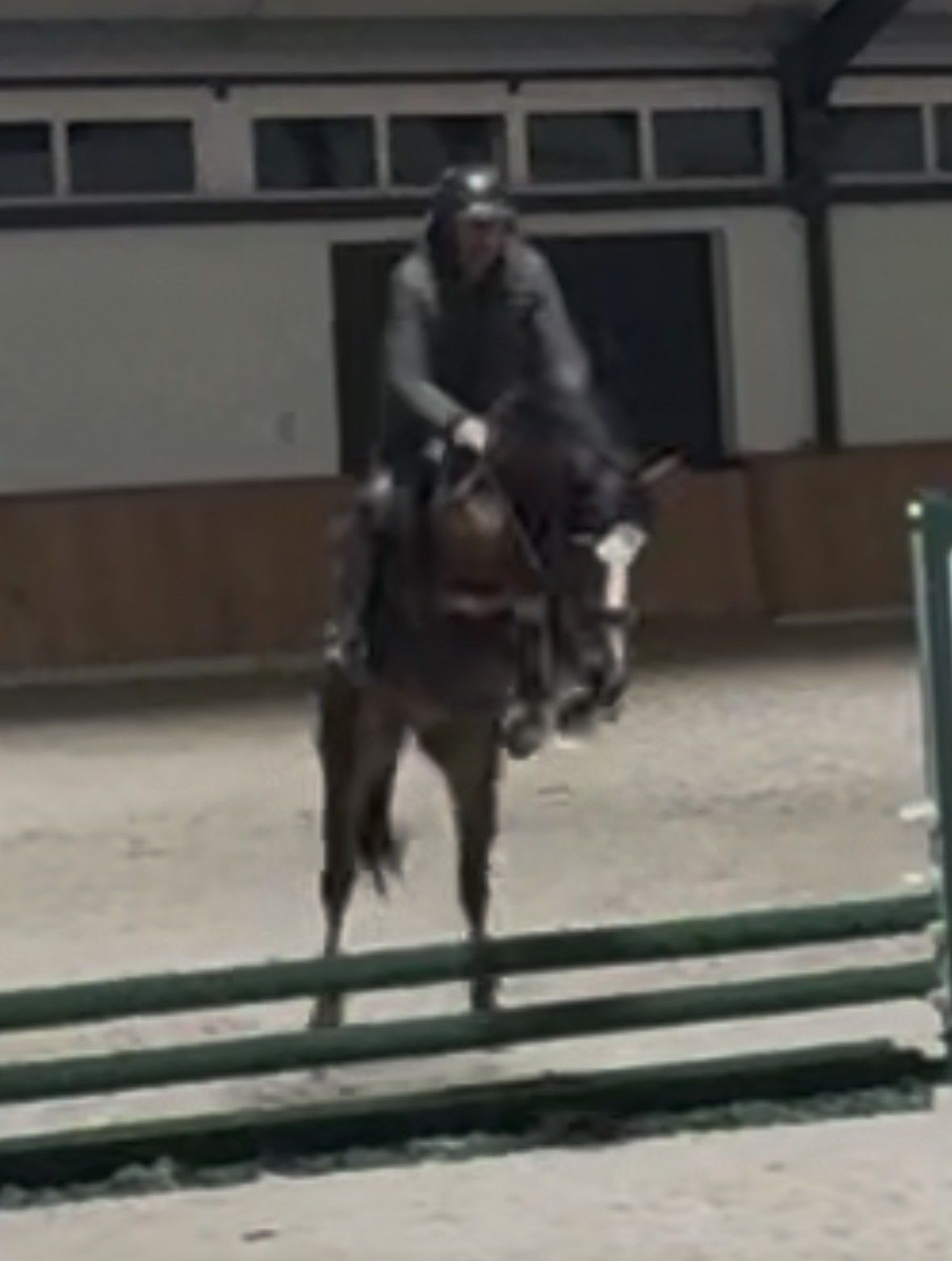 KWPN springpaard ruin 3 jaar bruin te koop - Hoofdfoto