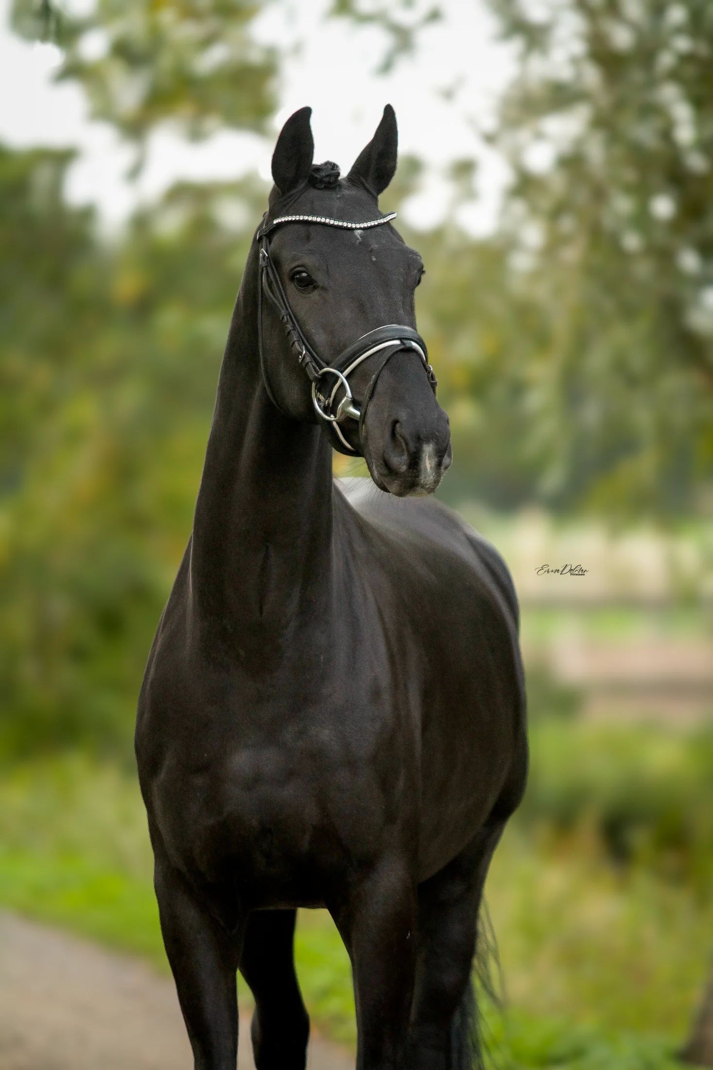 KWPN dressuurpaard Ruin 5 år Bruin till salu - Foto 2