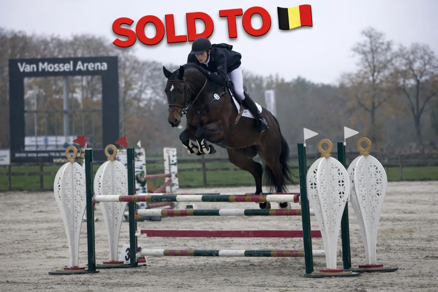 BWP eventingpaard Ruin 8 jaar Donkerbruin te koop - Hoofdfoto