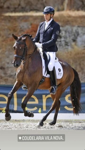 Elite PSG Schoolmaster - Ultimate Bridging Horse for Children to Junior 
