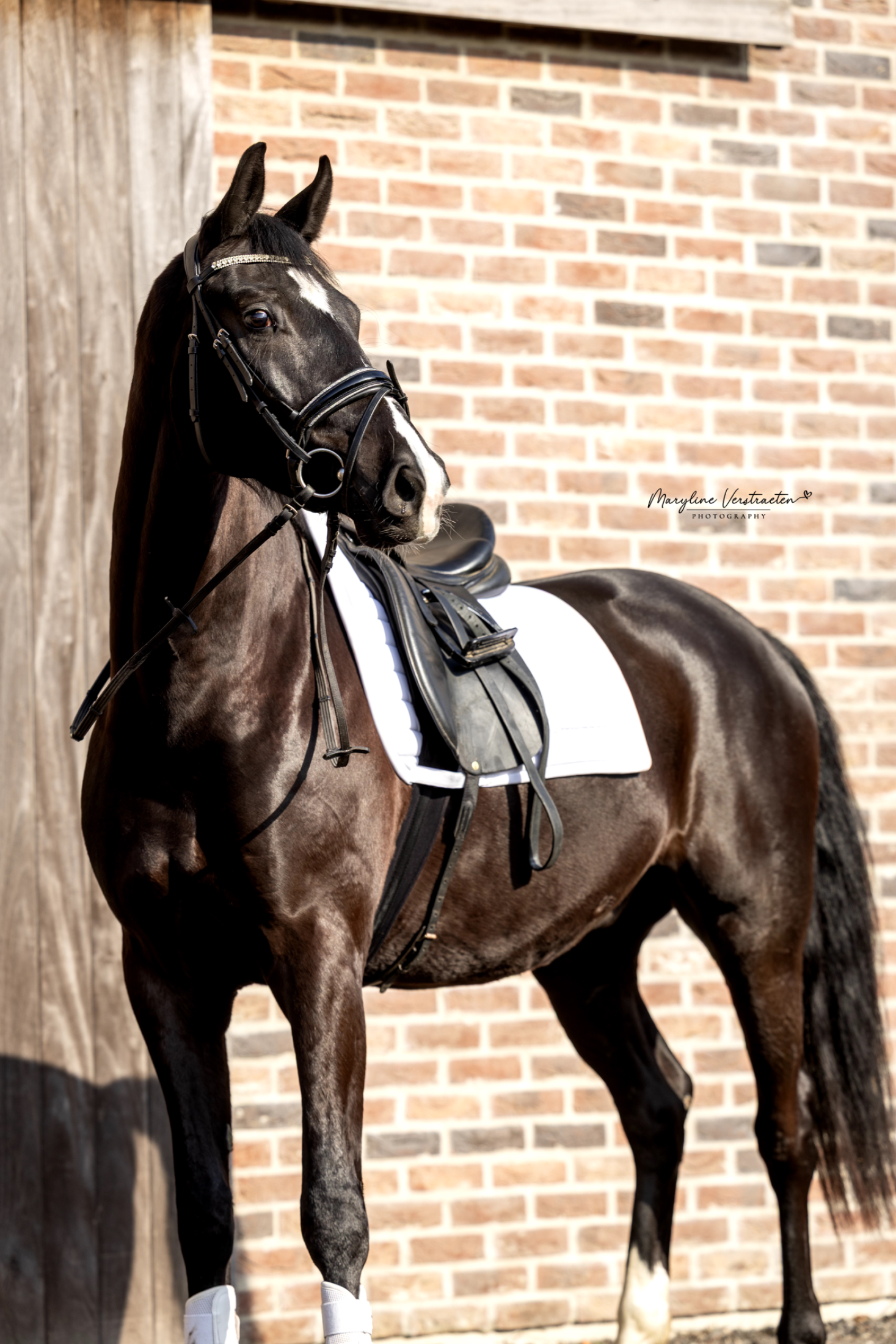bwp dressuurpaard ruin 4 Jahre alt zwart zu verkaufen - Foto 2