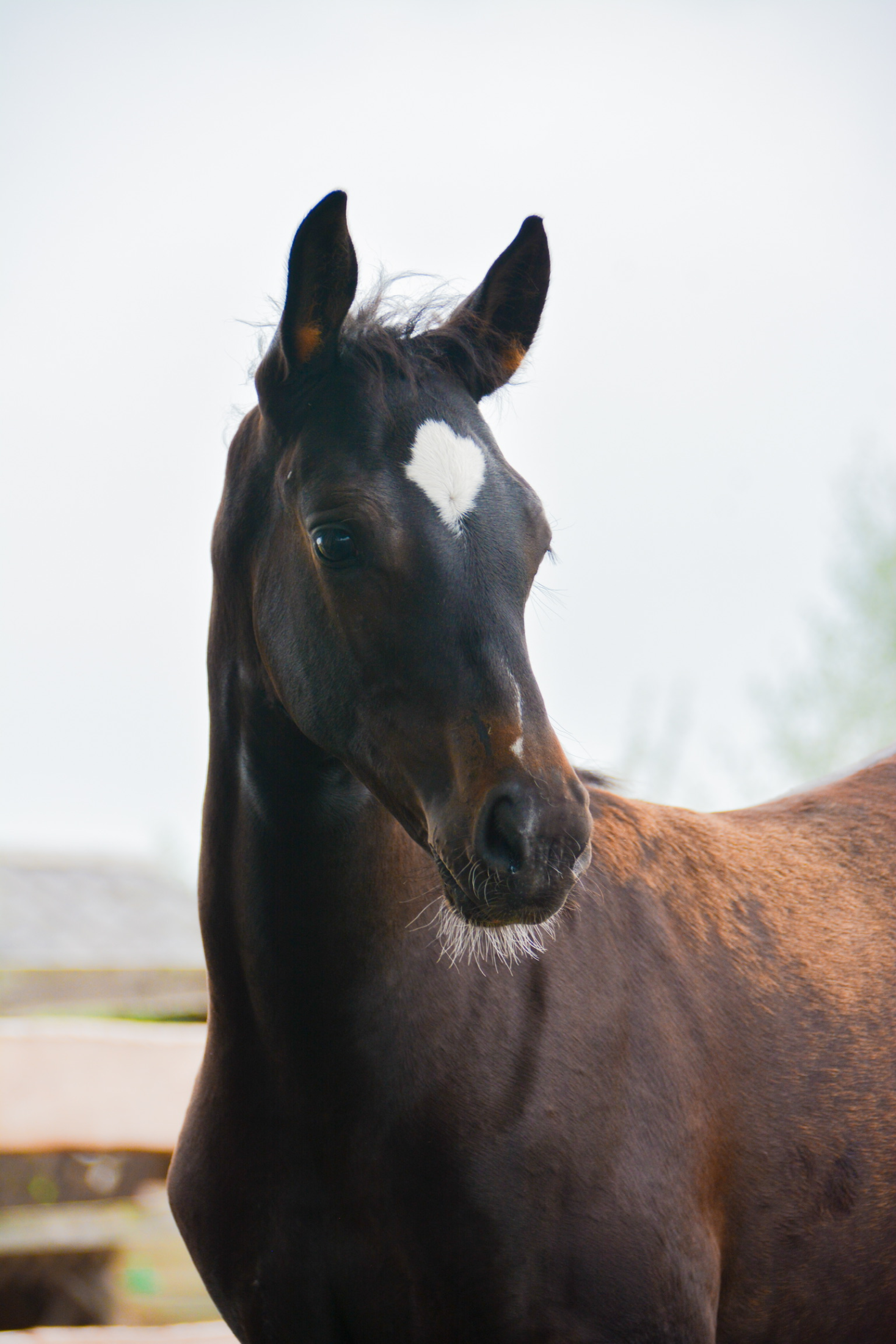 zangersheide fokmerrie merrie 6 years old zwart for sale - Photo 3
