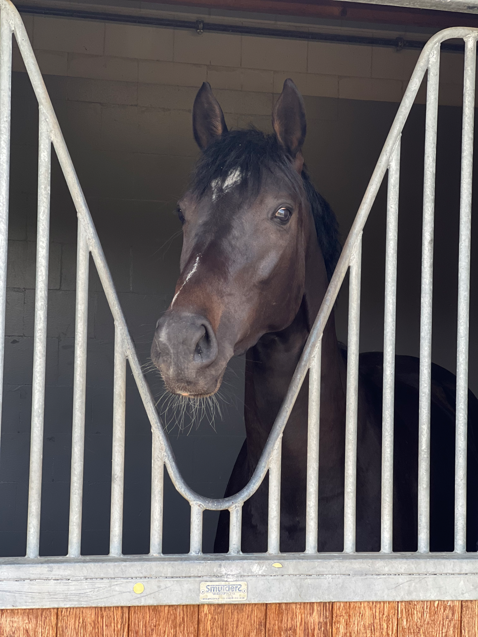 Handsome pregnant broodmare for sale