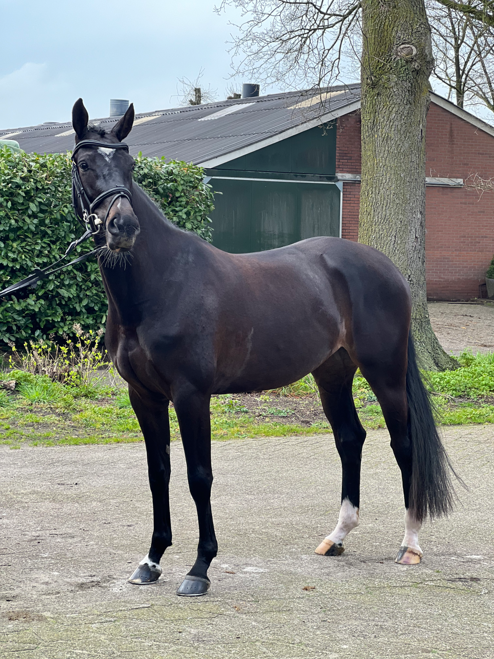 zangersheide fokmerrie merrie 6 years old zwart for sale - Photo 2
