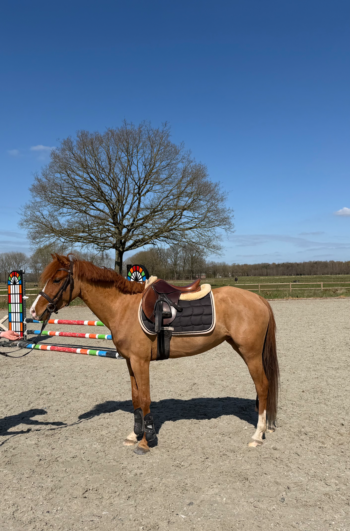 nrps allround-pony merrie 4 ani vos de vânzare - Foto 2