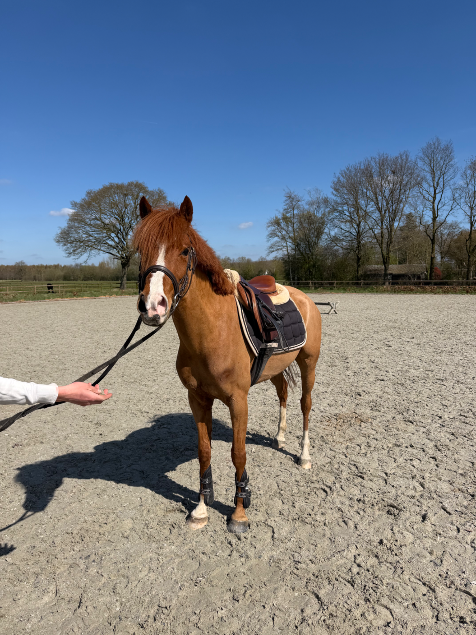 nrps allround-pony merrie 4 ani vos de vânzare - Foto 4