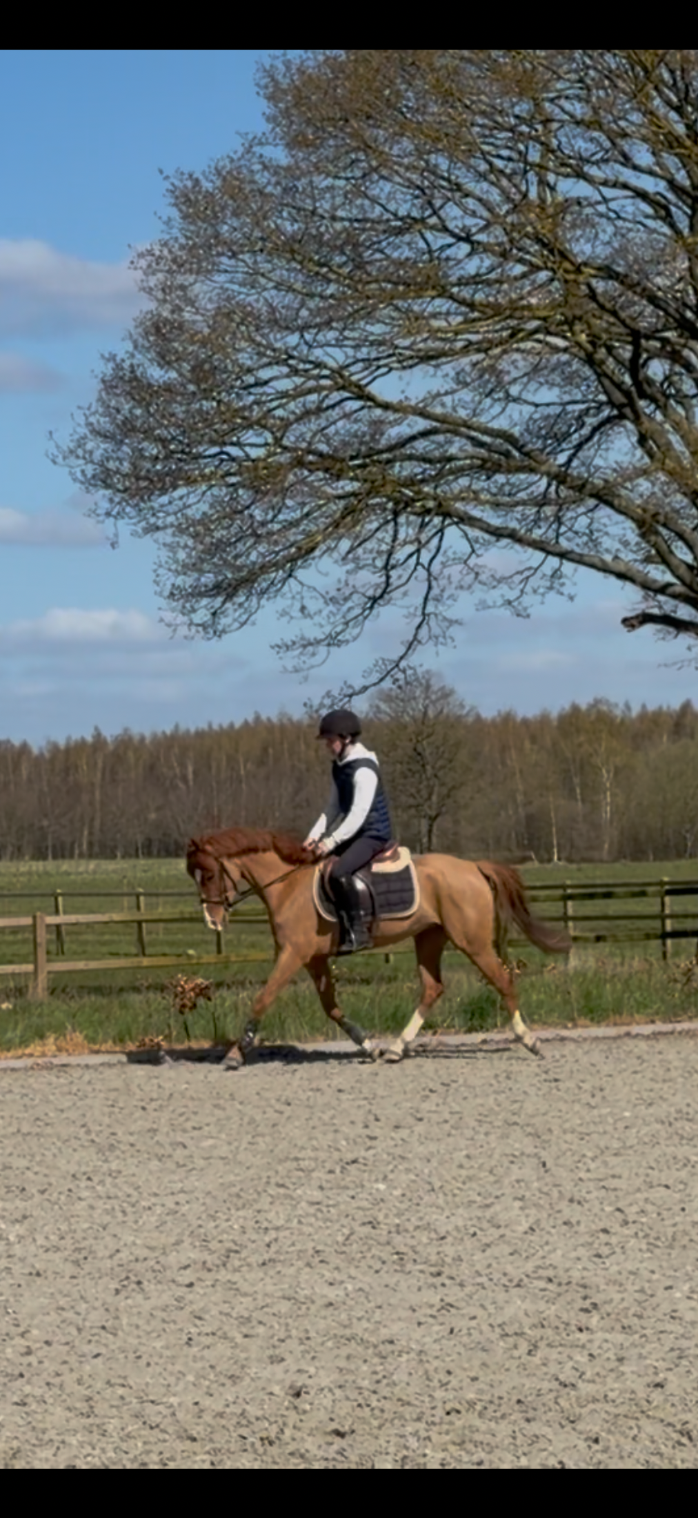nrps allround-pony merrie 4 ani vos de vânzare - Foto 3