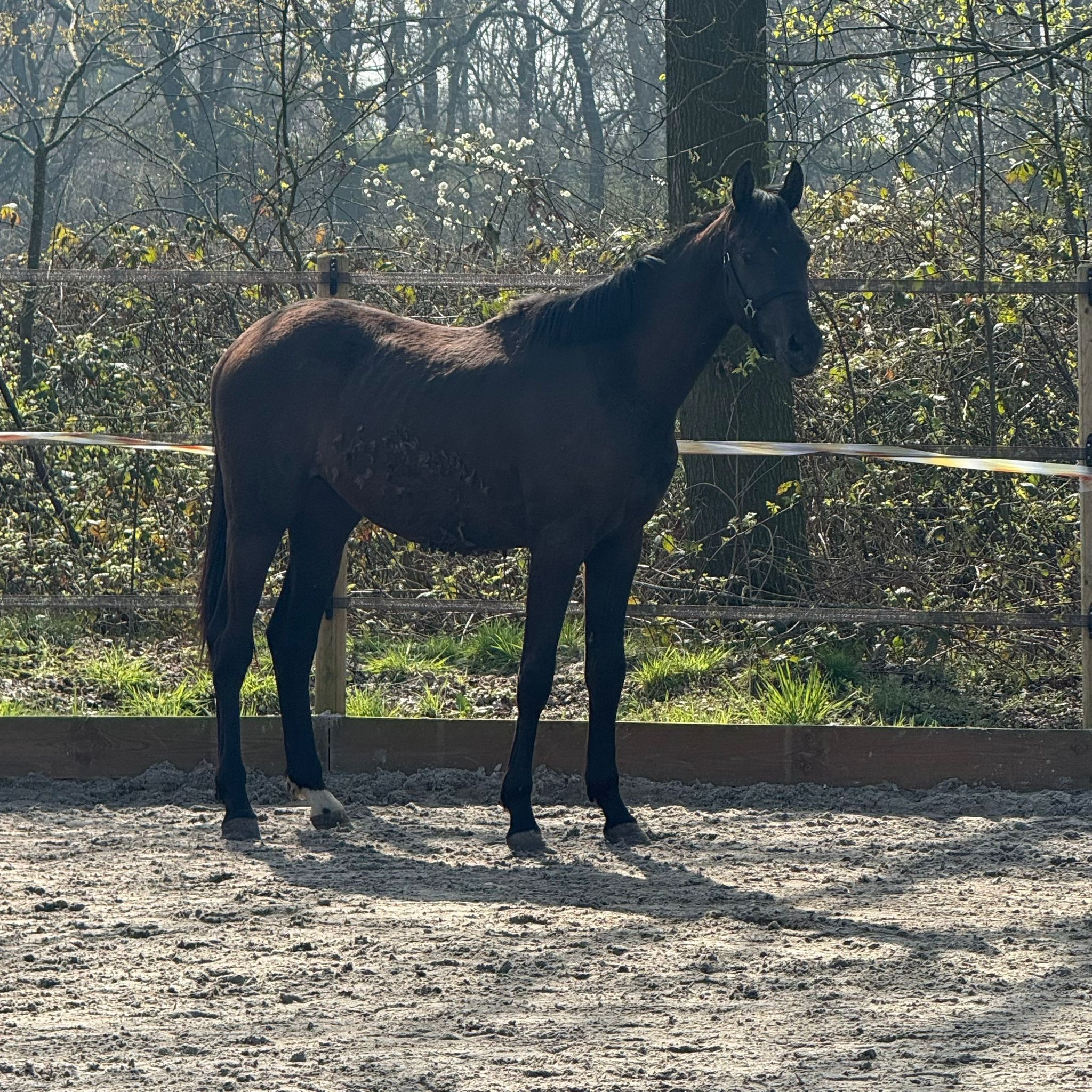 KWPN dressuurpaard hengst 2 jaar zwart te koop - Hoofdfoto